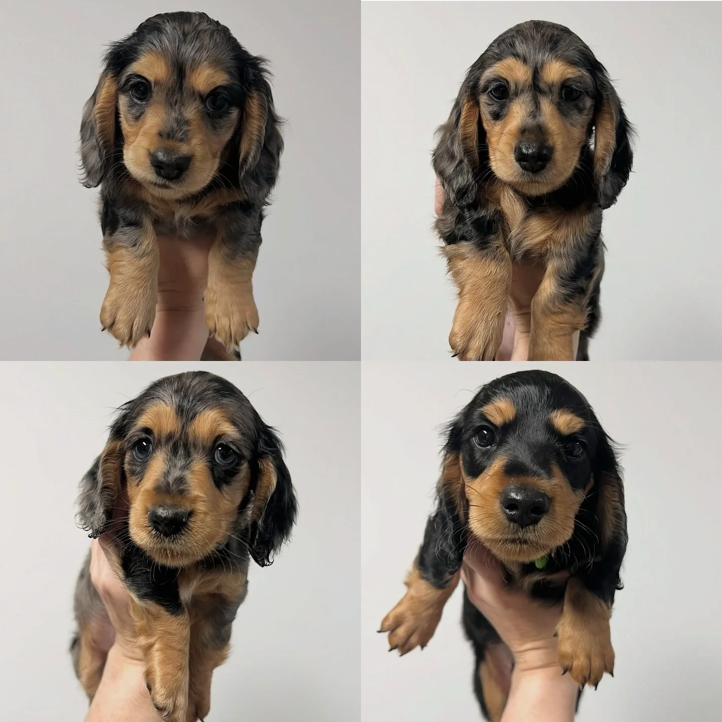 PUPDATE - Hard to believe these puppies turned 6 months old today. I will post some photos of what these puppies look like now in the next day or so. 
Clockwise from top left:
🩷 🩷 OLIVE (previously Ophelia) - Black and tan (silver) dapple girl
🩷
