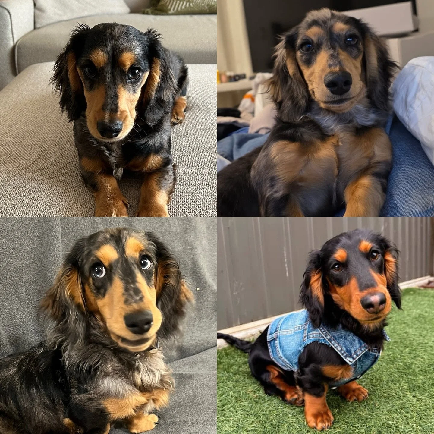 PUPDATE - A few weeks ago, these four puppies turned 6 months old. They all look like they are living their best life 🥰🥰🥰
Clockwise from top left:
🩷 🩷 OLIVE (previously Ophelia) - Black and tan (silver) dapple girl
🩷 💜 LUNA (previously Olivia
