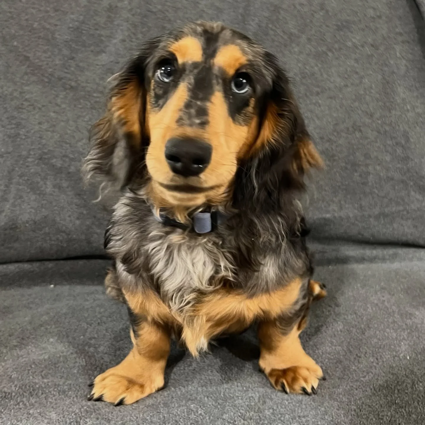 UPDATE - ROCKY (previously ORLANDO) 💙💙 6.5 months old. A few photos of the beautiful boy. He has a really lovely coat too. Absolutely loves people and is very cheeky. 
• Black and tan (silver) dapple boy - born 2/4/25
• Long haired minia