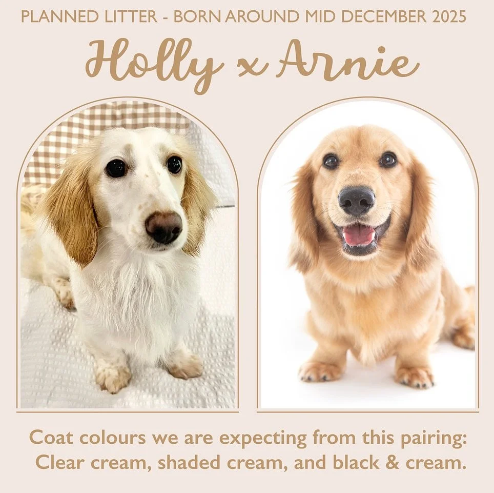 FINAL PLANNED LITTER for 2025 - We have been lucky enough to have had a successful mating over the weekend between our long haired mini dachshund “White As Snow Holly”, a black based clear ee cream extreme piebald girl bred by @teenieween