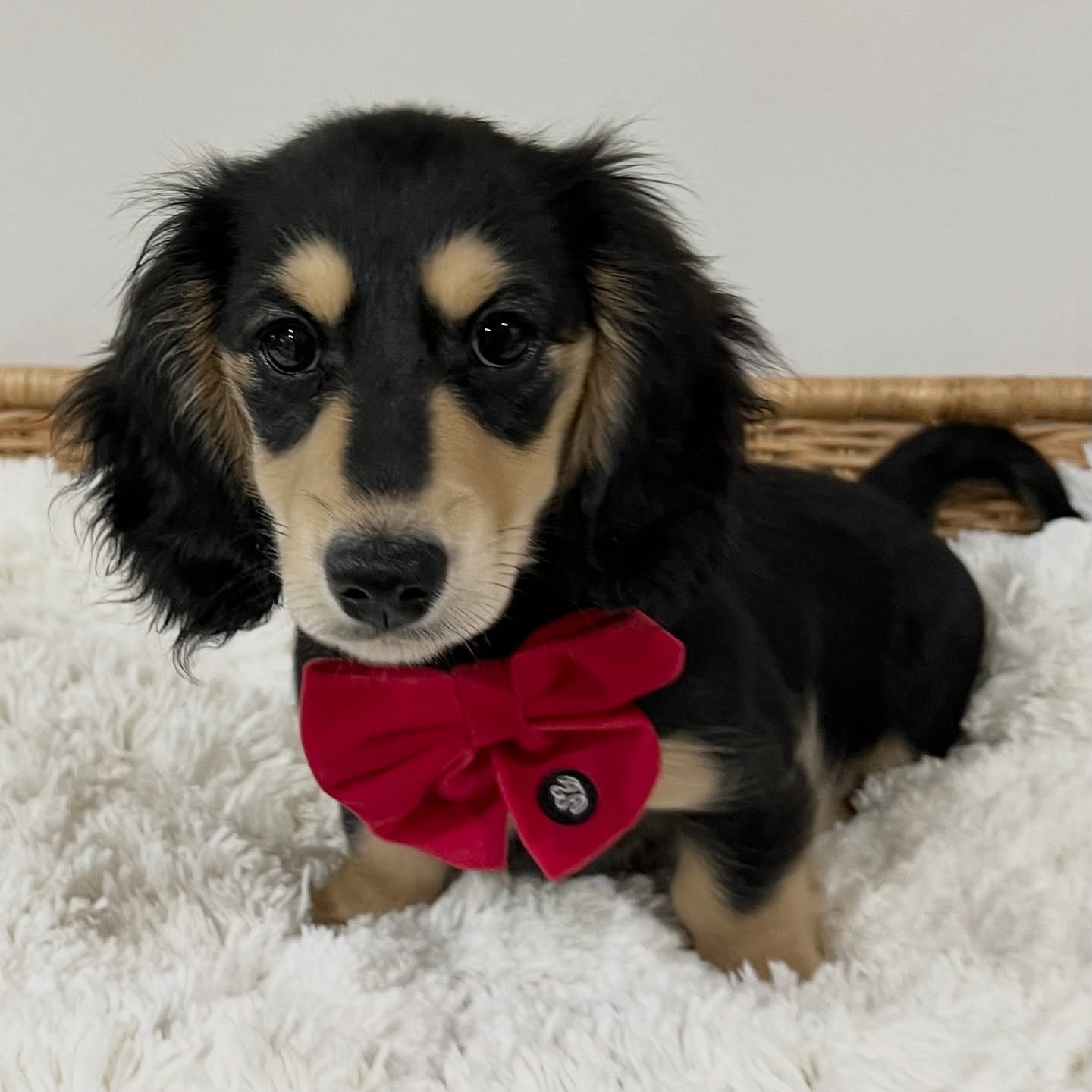 NOT AVAILABLE - 🩷🩷 MOO MOO (previously known as TANAMI) - 12 weeks old (she will be meeting her new family next weekend - we are so excited for her) 
- Black and cream girl - born 2/8/25
• Long haired miniature dachshund puppy - PRA, MMVD and