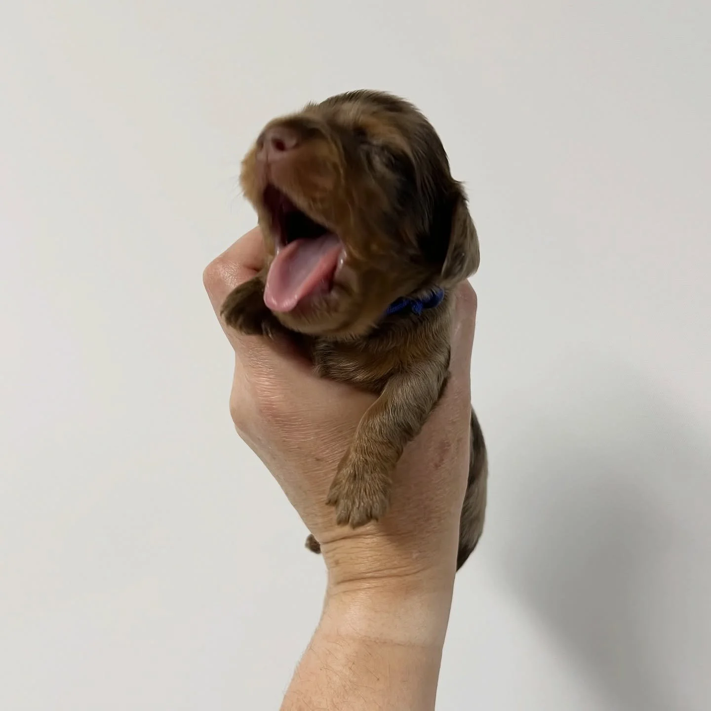 ALLOCATED - 💙💙 BLITZEN - 2.5 weeks old
&bull; Chocolate and tan dapple boy - born 30/10/25
&bull; Long haired miniature dachshund puppy - PRA, MVDD and SDMD clear by parentage 
&bull; Will come with MDBA registration papers
&bull; Sadie x Archie Oc