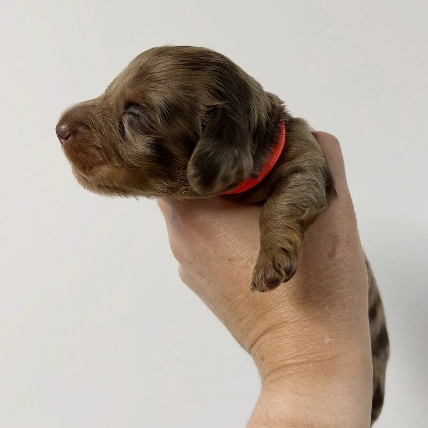 ALLOCATED - 💙🧡 COMET - 2.5 weeks old
&bull; Chocolate and tan dapple boy - born 30/10/25
&bull; Long haired miniature dachshund puppy - PRA, MVDD and SDMD clear by parentage 
&bull; Will come with MDBA registration papers
&bull; Sadie x Archie Octo