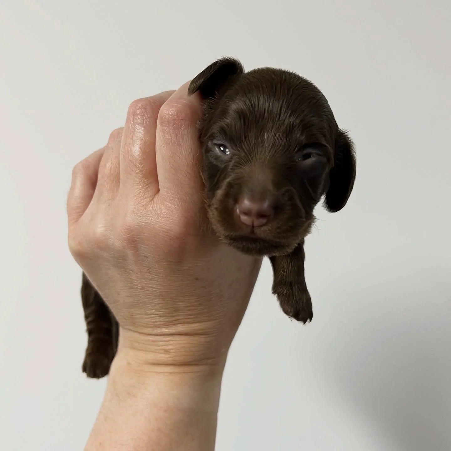 ALLOCATED - 🩷🩷 VIXEN - 2.5 weeks old
&bull; Chocolate and tan girl - born 30/10/25
&bull; Long haired miniature dachshund puppy - PRA, MVDD and SDMD clear by parentage 
&bull; Will come with MDBA registration papers
&bull; Sadie x Archie October 20