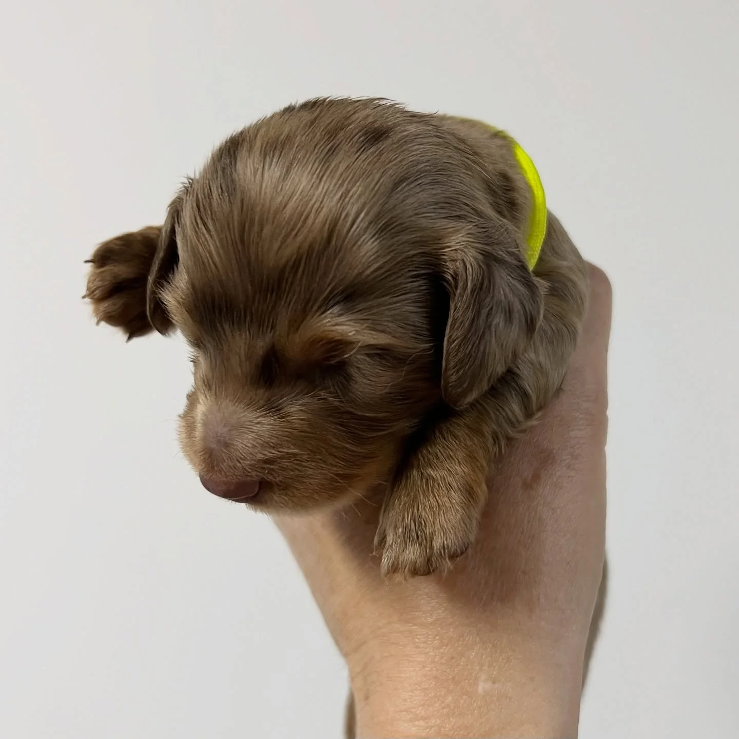 ALLOCATED - 💙💛 CUPID - 2.5 weeks old
&bull; Chocolate and tan dapple boy - born 30/10/25
&bull; Long haired miniature dachshund puppy - PRA, MVDD and SDMD clear by parentage 
&bull; Will come with MDBA registration papers
&bull; Sadie x Archie Octo