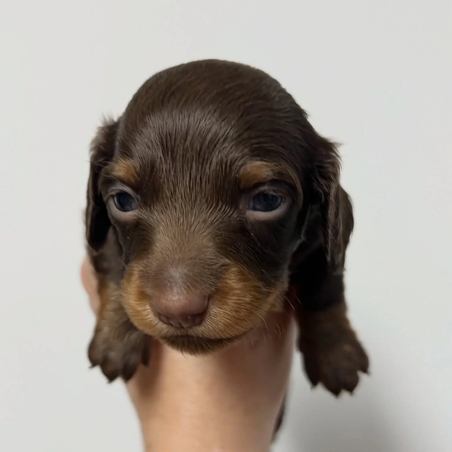 AVAILABLE - 💙🤍 Teenie tiny RUDOLPH - almost 4 weeks old
&bull; Chocolate and tan boy - born 30/10/25
&bull; Long haired miniature dachshund puppy - PRA, MVDD and SDMD clear by parentage 
&bull; Will come with MDBA registration papers
&bull; Sadie x