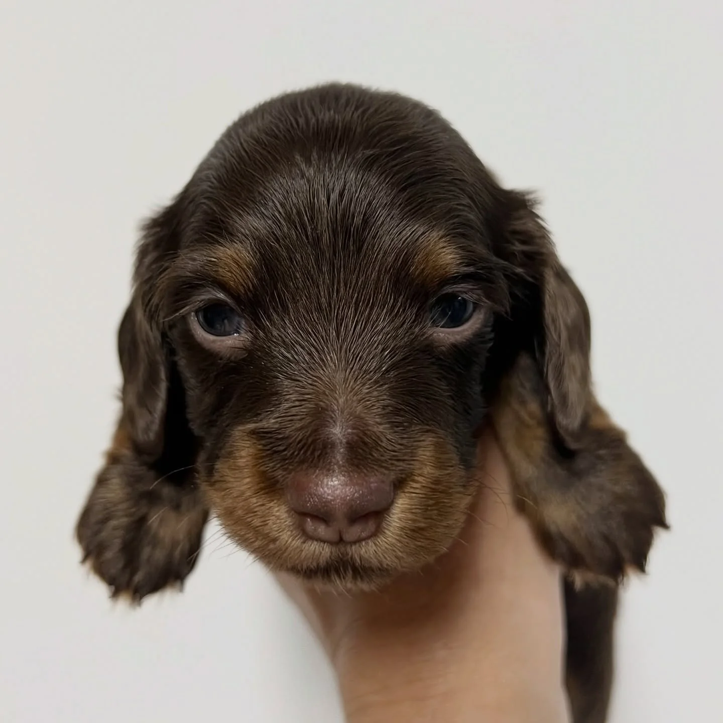 ALLOCATED - 💙💚 DASHER - almost 4 weeks old
&bull; Chocolate and tan boy - born 30/10/25
&bull; Long haired miniature dachshund puppy - PRA, MVDD and SDMD clear by parentage 
&bull; Will come with MDBA registration papers
&bull; Sadie x Archie Octob