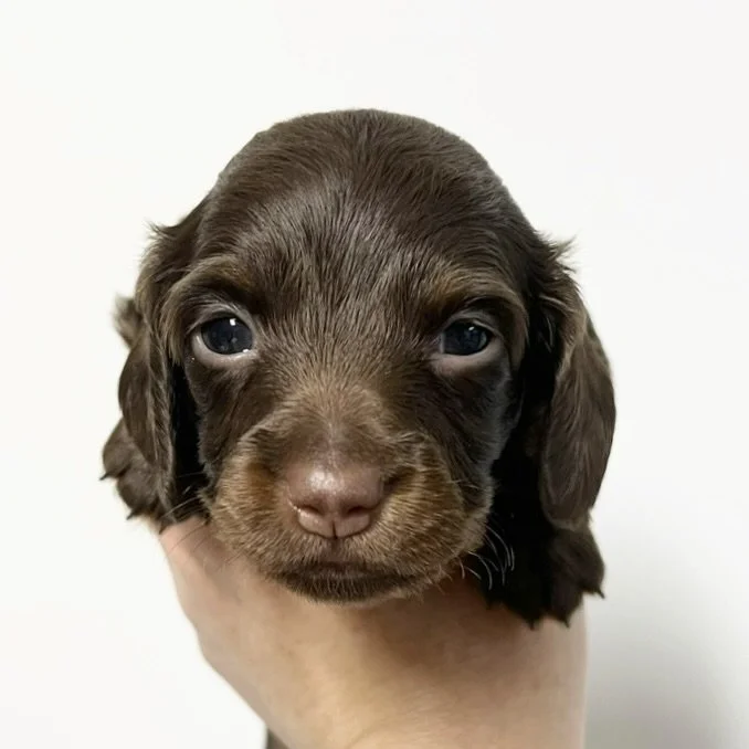ALLOCATED - 🩷🩷 VIXEN - almost 4 weeks old
&bull; Chocolate and tan girl - born 30/10/25
&bull; Long haired miniature dachshund puppy - PRA, MVDD and SDMD clear by parentage 
&bull; Will come with MDBA registration papers
&bull; Sadie x Archie Octob