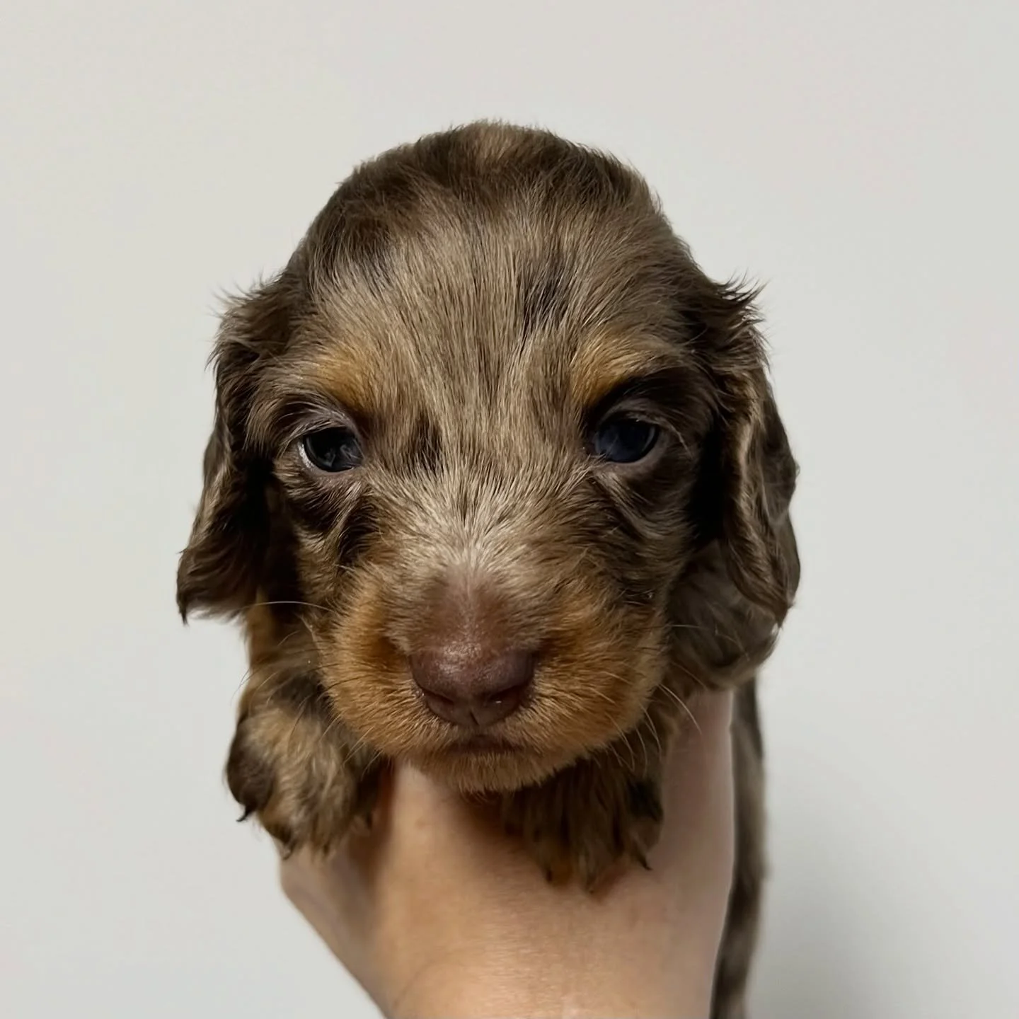 ALLOCATED - 💙🧡 COMET - almost 4 weeks old
&bull; Chocolate and tan dapple boy - born 30/10/25
&bull; Long haired miniature dachshund puppy - PRA, MVDD and SDMD clear by parentage 
&bull; Will come with MDBA registration papers
&bull; Sadie x Archie