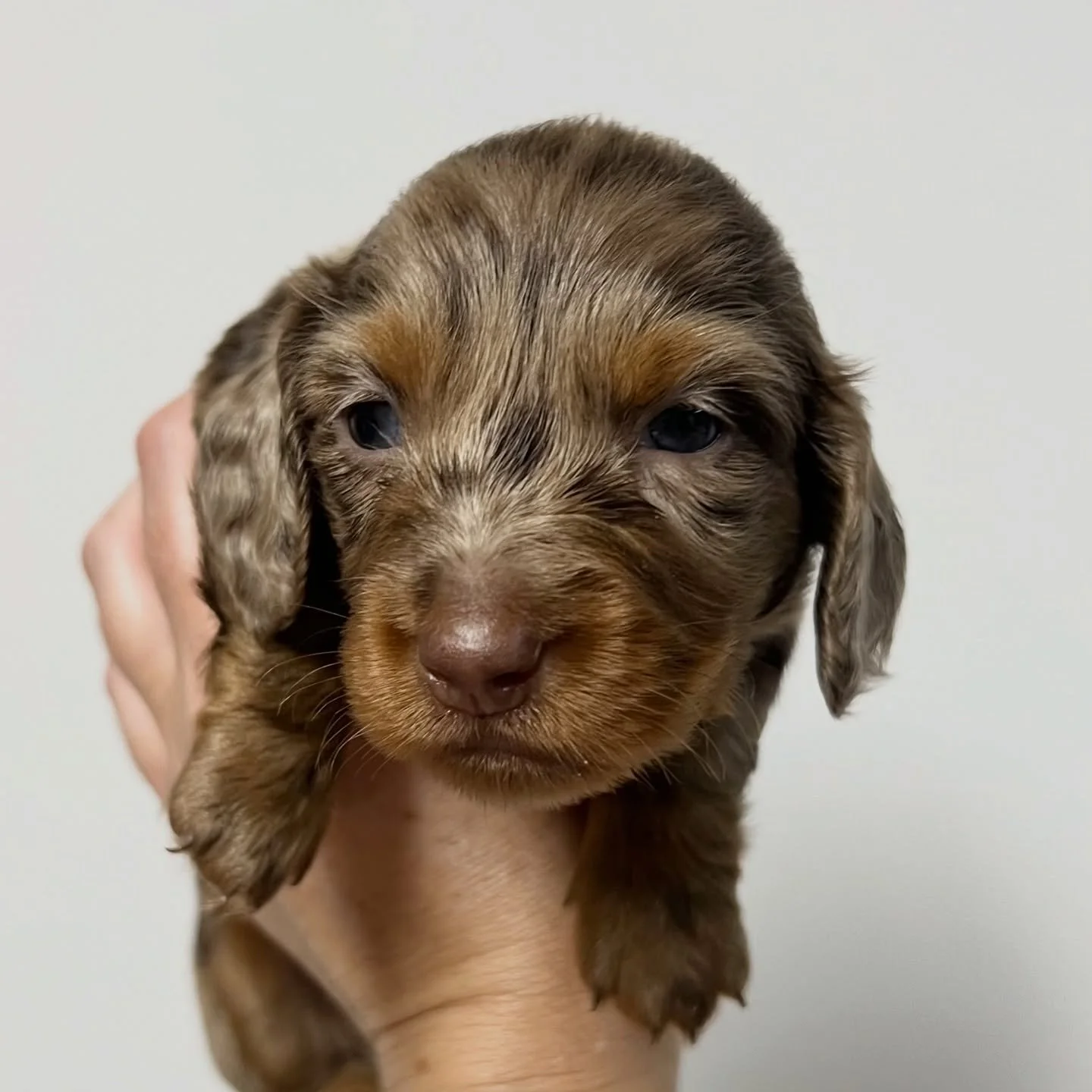 ALLOCATED - 💙🩵 DONNER - almost 4 weeks old
&bull; Chocolate and tan dapple boy - born 30/10/25
&bull; Long haired miniature dachshund puppy - PRA, MVDD and SDMD clear by parentage 
&bull; Will come with MDBA registration papers
&bull; Sadie x Archi