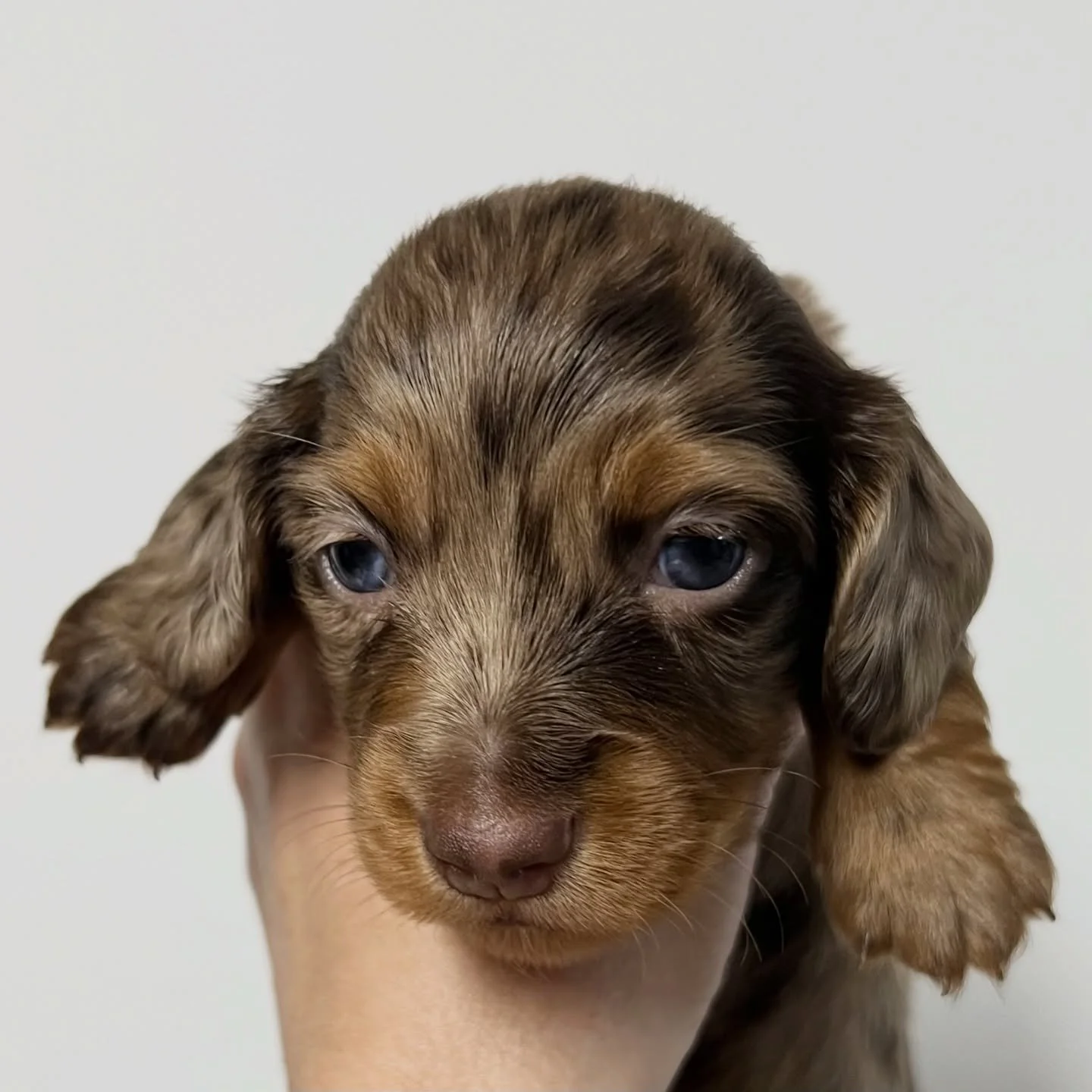 ALLOCATED - 💙💙 BLITZEN - almost 4 weeks old
&bull; Chocolate and tan dapple boy - born 30/10/25
&bull; Long haired miniature dachshund puppy - PRA, MVDD and SDMD clear by parentage 
&bull; Will come with MDBA registration papers
&bull; Sadie x Arch