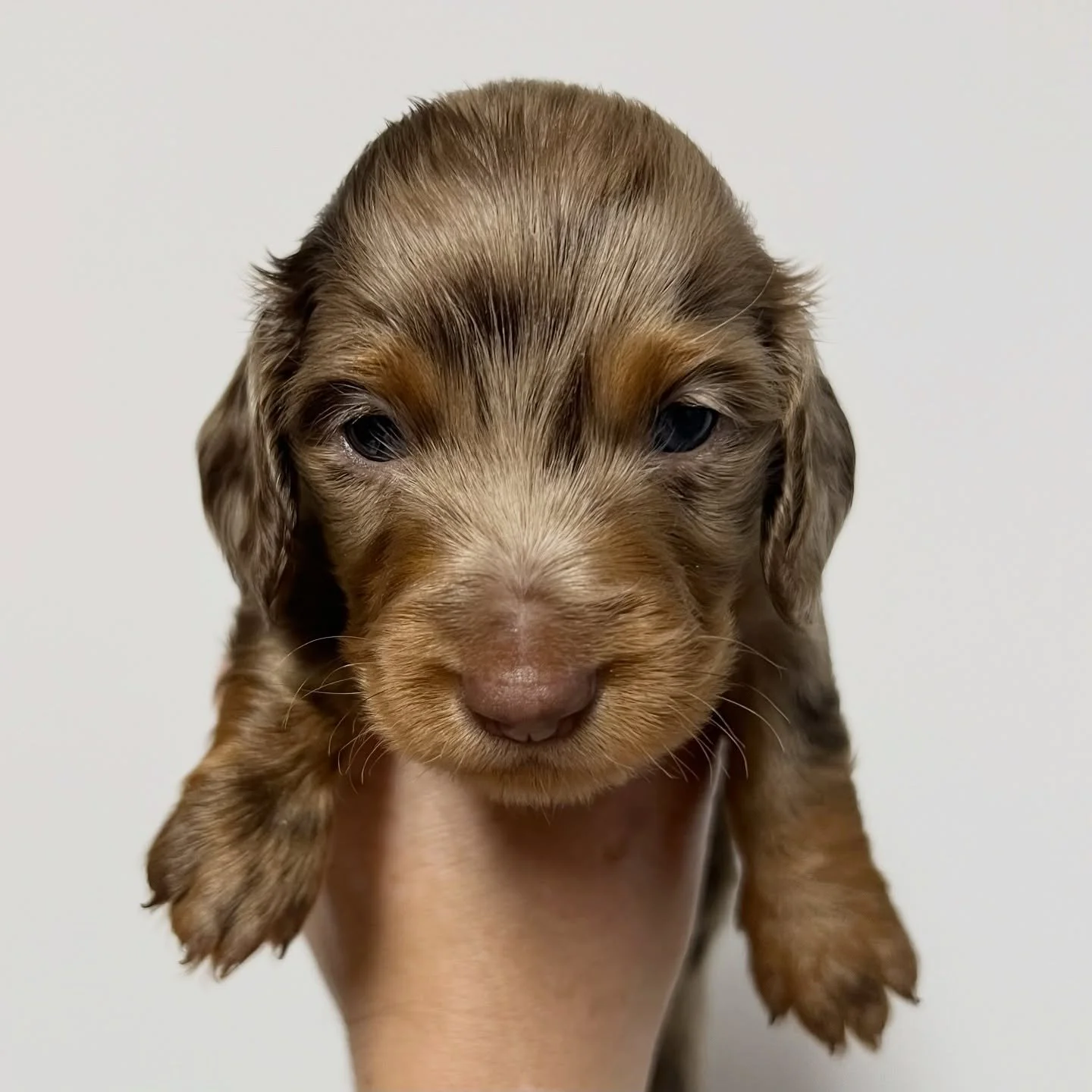 ALLOCATED - 💙💛 CUPID - almost 4 weeks old
&bull; Chocolate and tan dapple boy - born 30/10/25
&bull; Long haired miniature dachshund puppy - PRA, MVDD and SDMD clear by parentage 
&bull; Will come with MDBA registration papers
&bull; Sadie x Archie