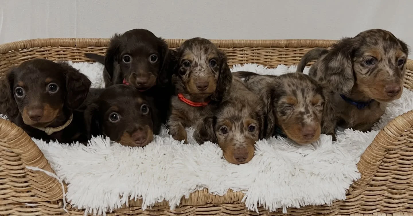 PUPDATE - Our Santa&rsquo;s reindeer themed (Sadie x Archie October 2025) litter are now 6.5 weeks old. 

The puppies from left to right are:
&bull; 💙🤍 RUDOLPH - Chocolate &amp; tan boy (available)
&bull; 💙💚 DASHER - Chocolate &amp; tan boy (not 