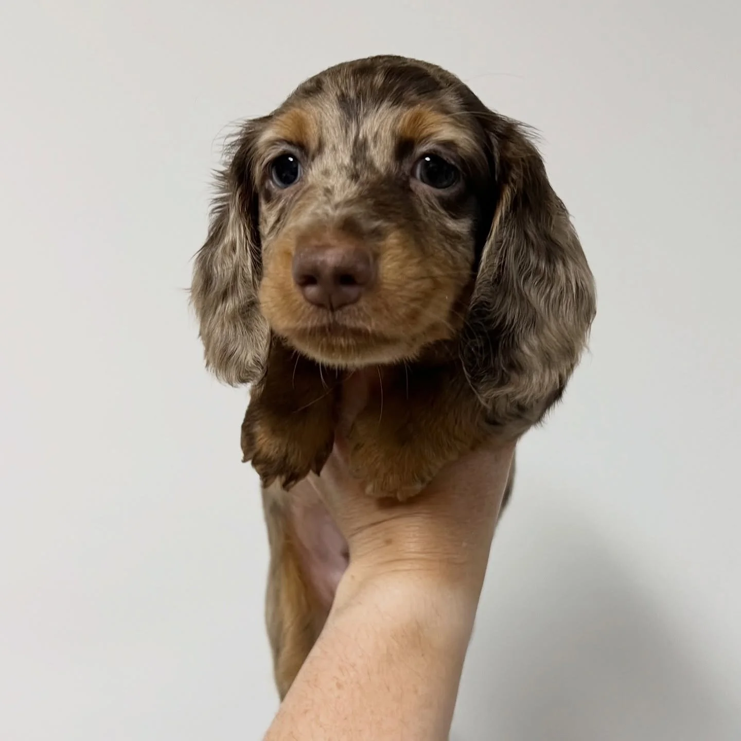 ALLOCATED - 💙💙 BLITZEN - almost 7 weeks old
&bull; Chocolate and tan dapple boy - born 30/10/25
&bull; Long haired miniature dachshund puppy - PRA, MVDD and SDMD clear by parentage 
&bull; Will come with MDBA registration papers
&bull; Sadie x Arch