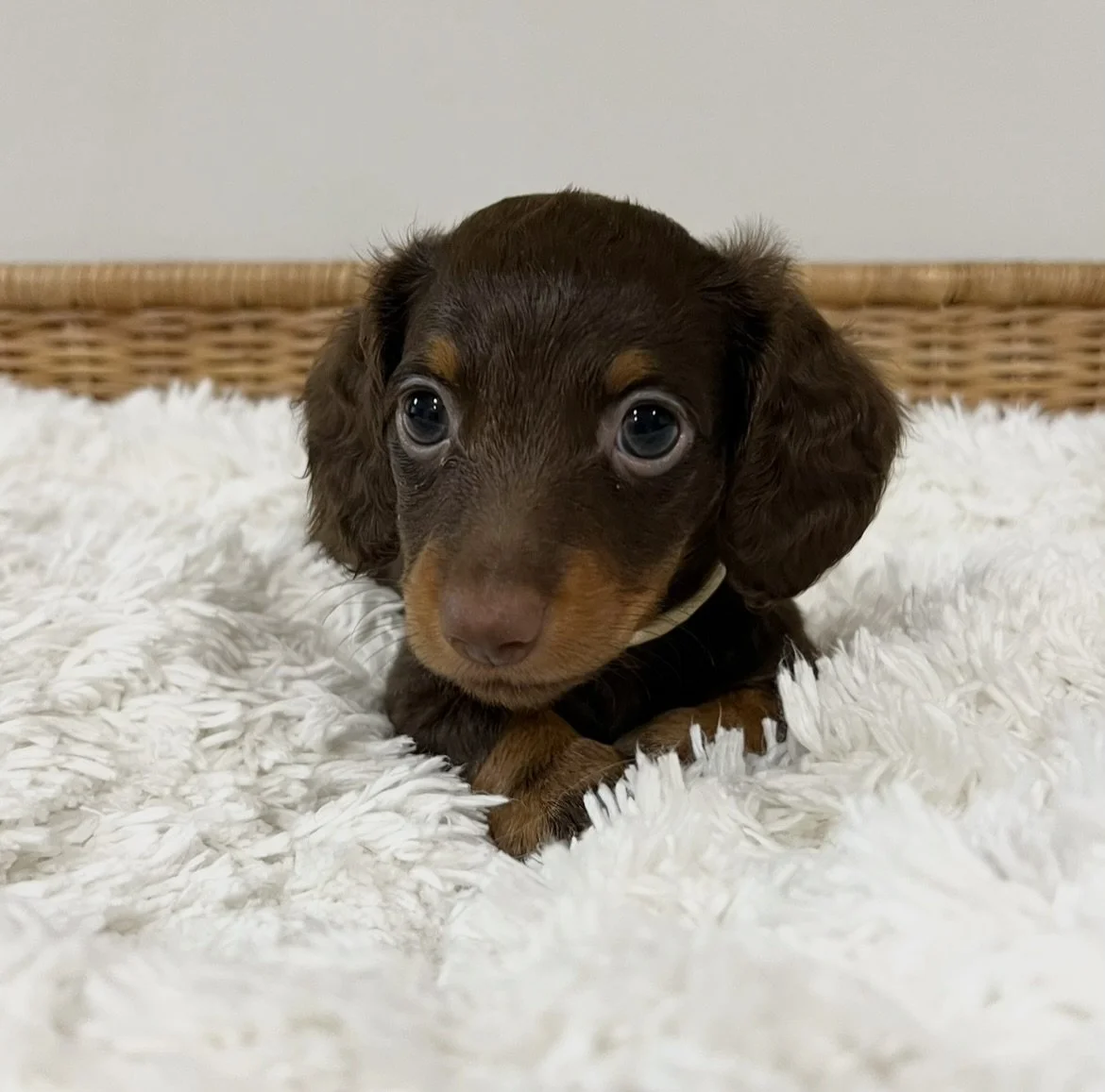 ALLOCATED - A big hankyou to everyone who contacted us enquiring about RUDOLPH. We are pleased to announce that we have found a lovely couple in Sydney to adopt him. 

💙🤍 Teenie tiny RUDOLPH - almost 8 weeks old
&bull; Chocolate and tan boy - born 