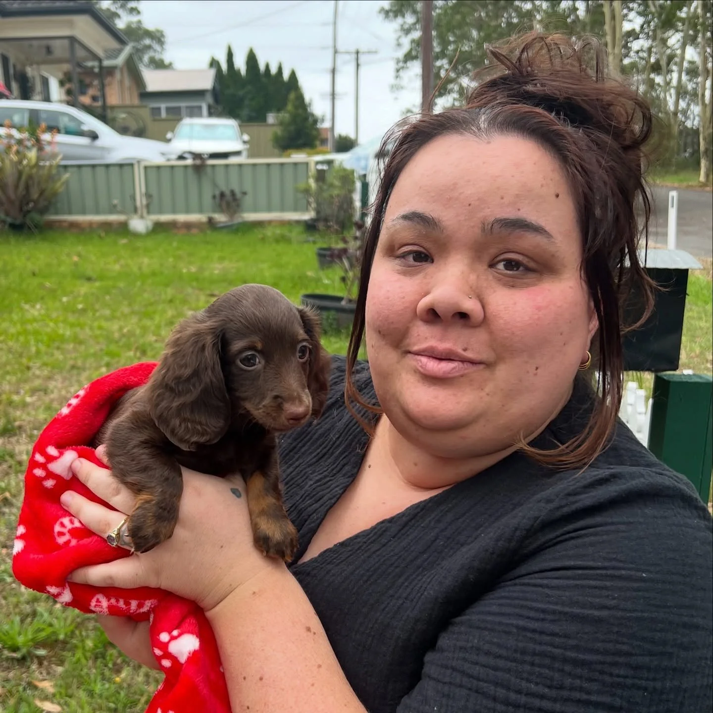 PUPDATE - Our only girl of our Santa&rsquo;s Reindeer litter, little Vixen, met her new mum yesterday. I know Vixen will have the best life with her new family. 

ALLOCATED - 🩷🩷 VIXEN - 8 weeks old
&bull; Chocolate and tan girl - born 30/10/25
&bul