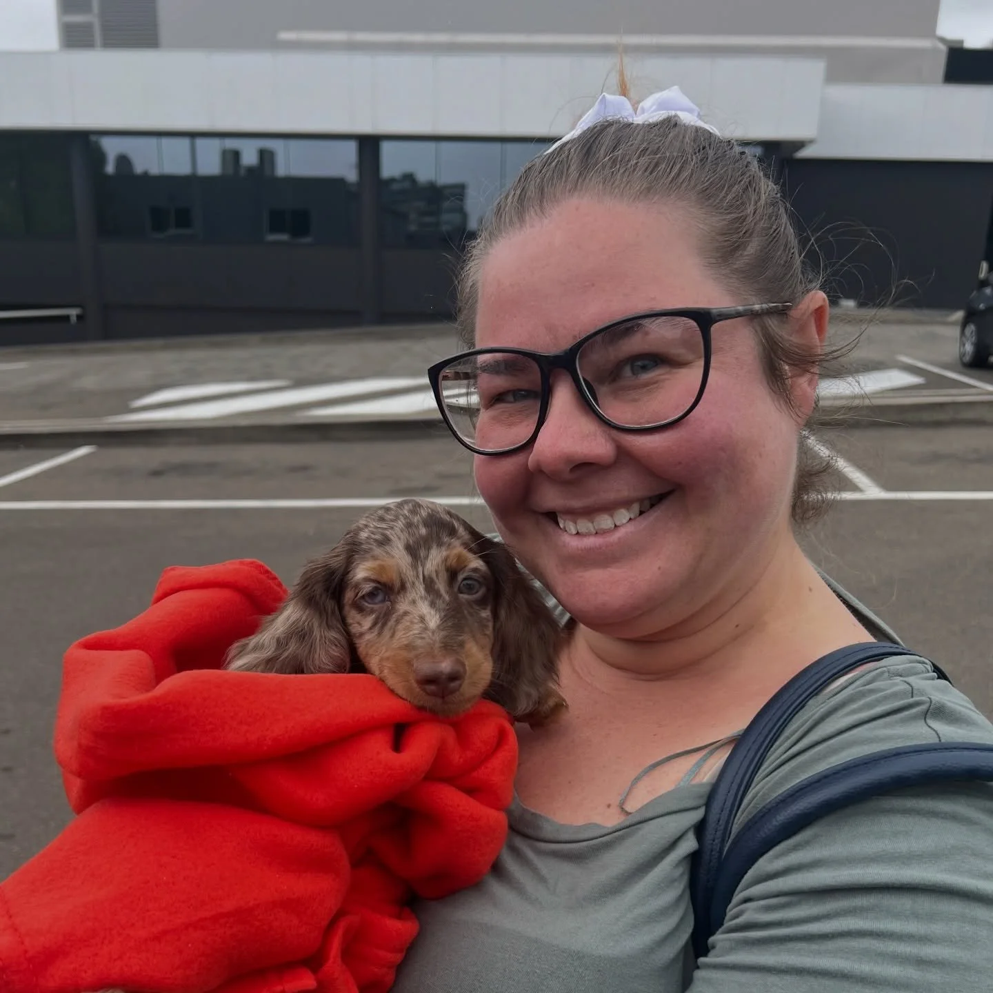 PUPDATE - Beautiful boy Blitzen from our Santa&rsquo;s Reindeer litter got to meet his new mum today. Looking forward to see how this little guy develops over time. His new name will be WINSTON !!! 

ALLOCATED - 💙💙 WINSTON (previously BLITZEN) - 8 