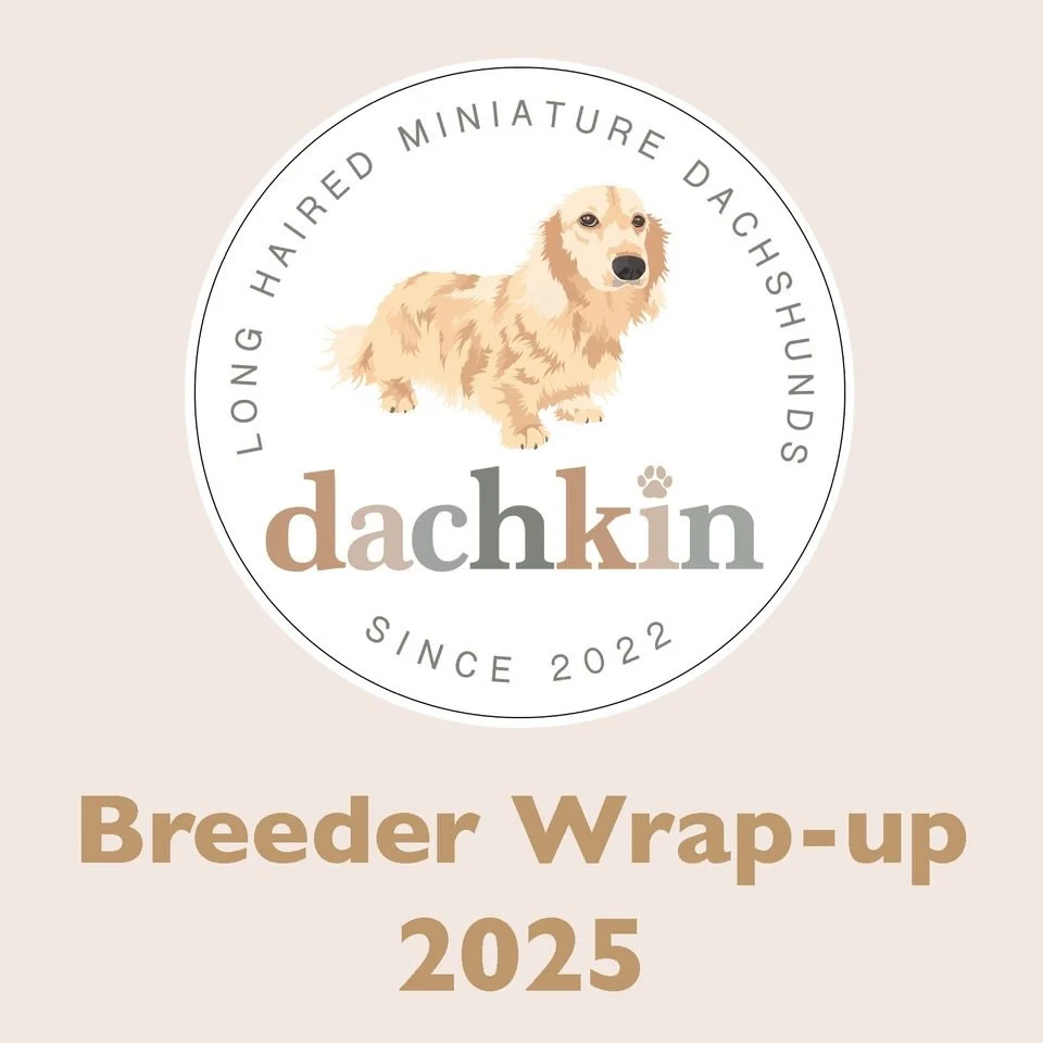 BREEDER WRAP-UP FOR 2025 - Although this year has been quite challenging for us as breeders, we are grateful that we have been able to bring 16 lovely puppies in to the world and make a number of families very happy. We thought we would take this opp