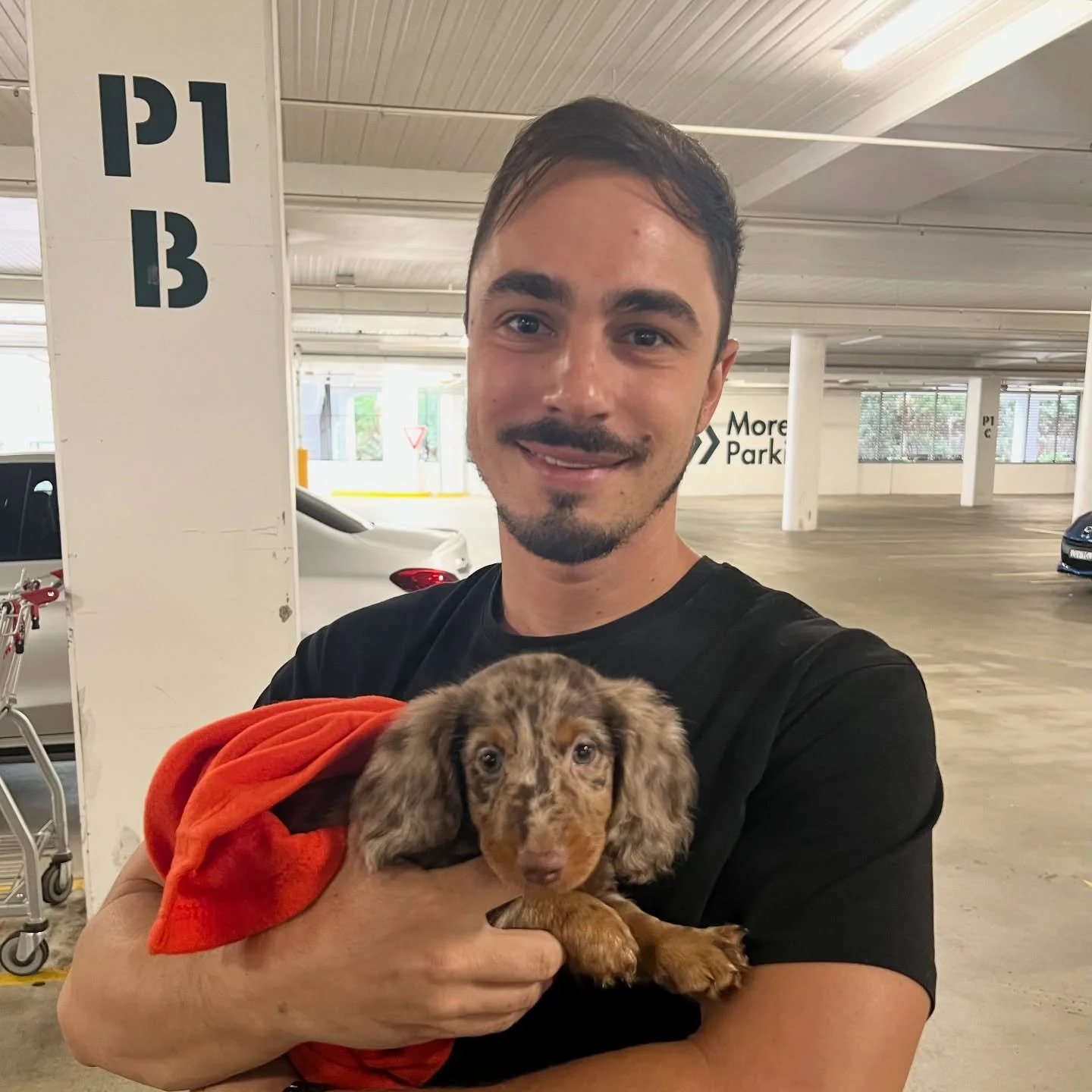 PUPDATE - Little cutie DONNER from our Santa&rsquo;s Reindeer litter met his new mum and dad today. His new name will be ASTERI !!! 

ALLOCATED - 💙🩵 ASTERI (previously DONNER) - 9 weeks old
&bull; Chocolate and tan boy - born 30/10/25
&bull; Long h