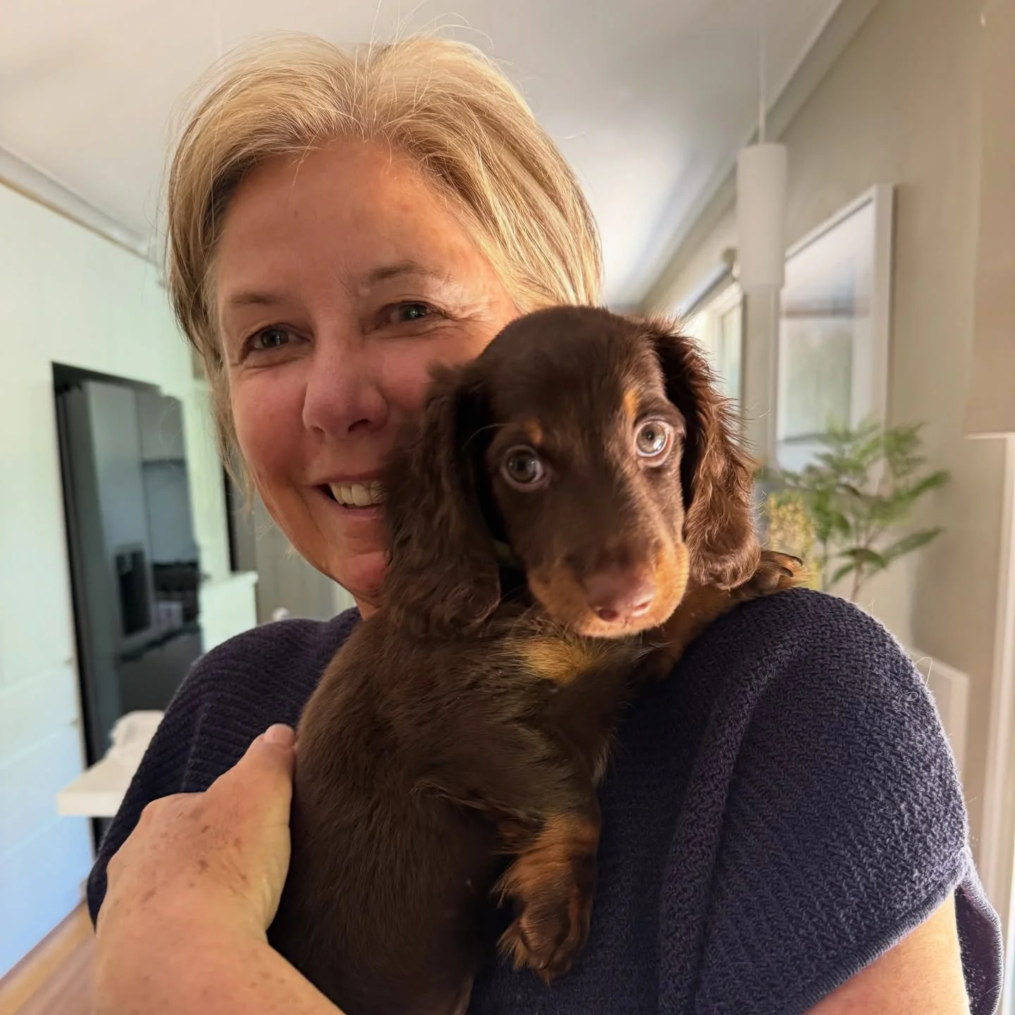 PUPDATE - Gorgeous boy DASHER the last to leave from our Santa&rsquo;s Reindeer litter flew to Melbourne today to meet his new mum and dad. His new name will be MILO !!! 

ALLOCATED - 💙💚 MILO (previously DASHER) - almost 10 weeks old
&bull; Chocola