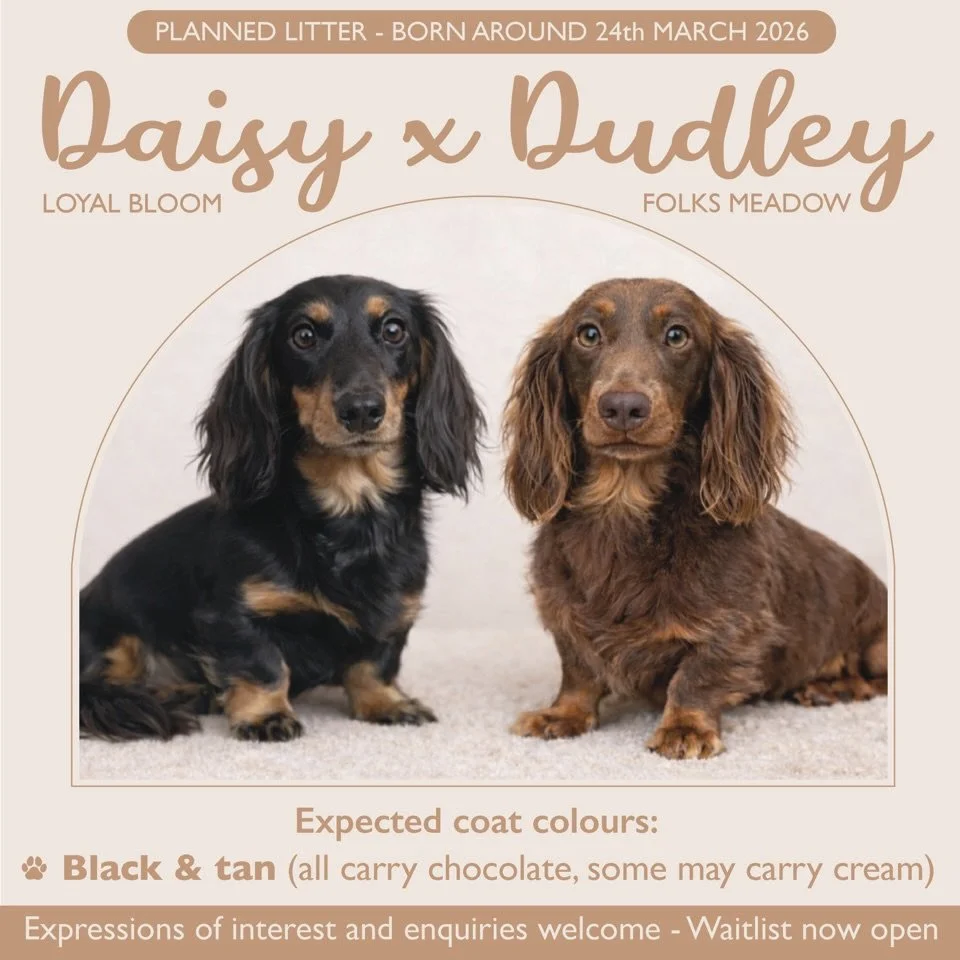 FIRST PLANNED LITTER for 2026 - We have successfully paired our lovely girl DAISY with our handsome stud DUDLEY.

Our long haired mini dachshund &ldquo;Loyal Bloom Daisy&rdquo; is black and tan, carrying the cream gene. Our long haired mini dachshund