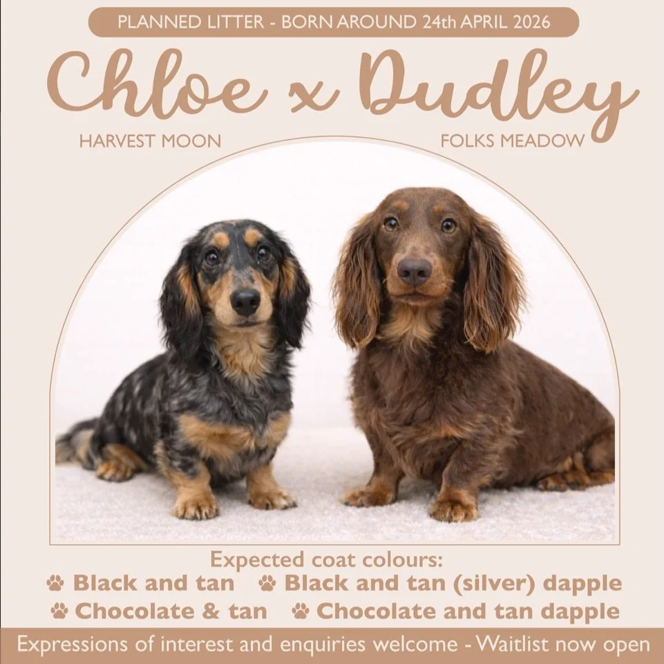 SECOND PLANNED LITTER for 2026 - We have successfully paired our sweet girl CHLOE with our handsome stud DUDLEY.

Our long haired mini dachshund &ldquo;Harvest Moon Chloe&rdquo; is black and tan (silver) dapple. Our long haired mini dachshund &ldquo;