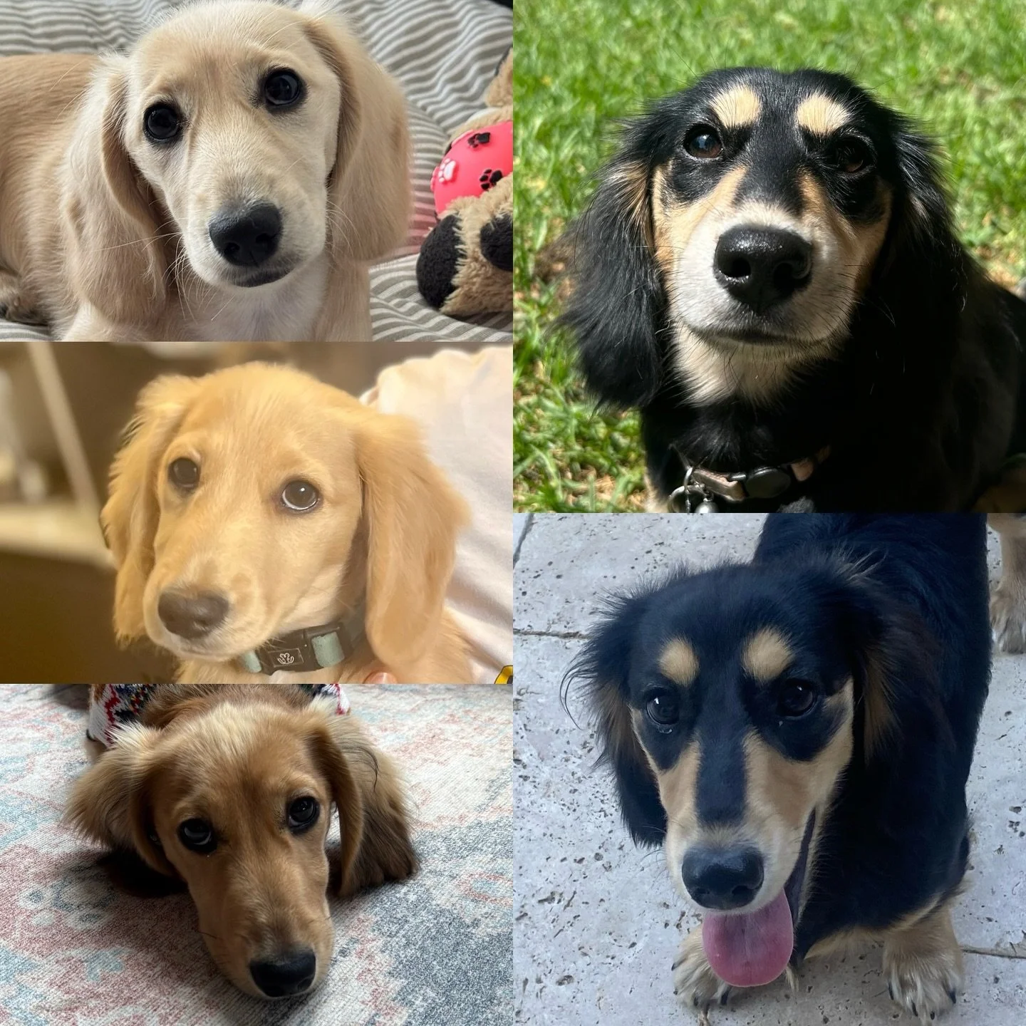 6.5 MONTHS OLD - Hard to believe that time has passed so quickly and our beautiful Desert themed Audrey x Arnie August 2025 litter is over 6 months old. 
Swipe to see what the puppies look like now (at the end are photos from when they were 6.5 weeks