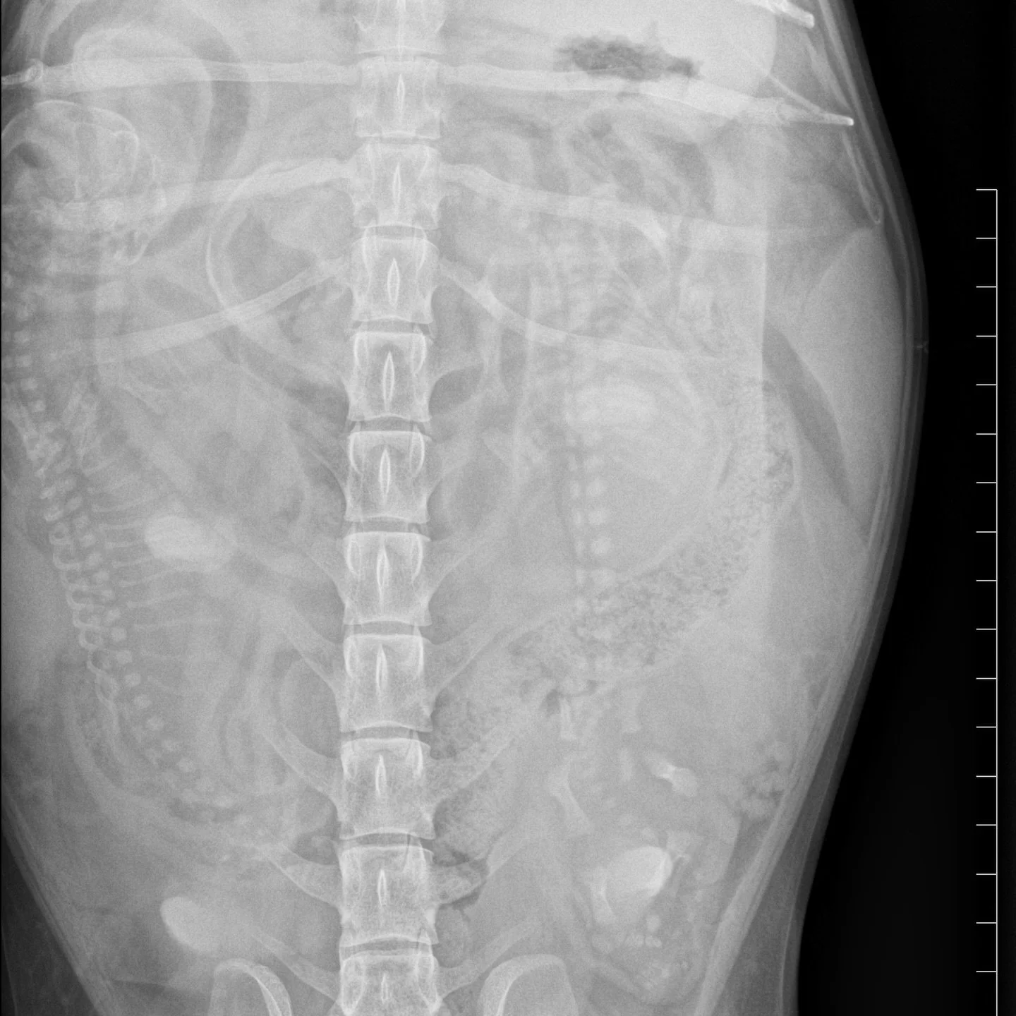 DAISY - With less than one week to go until Daisy is due, she has now had an x-ray to see if we can determine how many puppies are inside her big beautiful belly. How many babies can you see? It should be an easy one for you ☺️ 
We are looking forwar