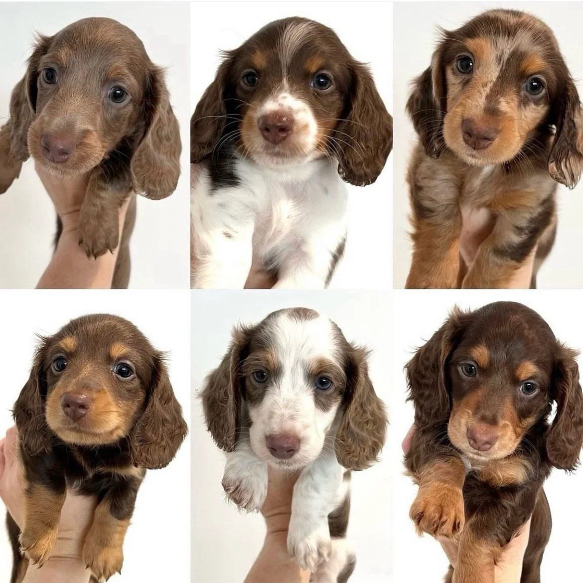 HAPPY 2ND BIRTHDAY - Hard to believe puppies in our Game of Thrones Direwolf themed Sadie x Stanley litter 2024 are 2 years old yesterday 🥳🎂🎉(we were not able to post yesterday as Daisy went into labour). 
Left to right -
Grey Wind - now Nancy
Lad