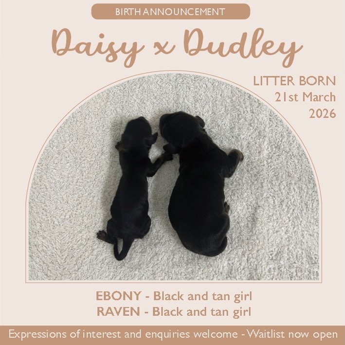 BIRTH ANNOUNCEMENT - We welcomed our long awaited first litter of 2026 by Daisy x Dudley on Saturday, 21/3/26. We are calling it our BLACK NOIR theme. We were blessed with two black and tan girls. 

One of the girls was born (at 131g) much smaller th
