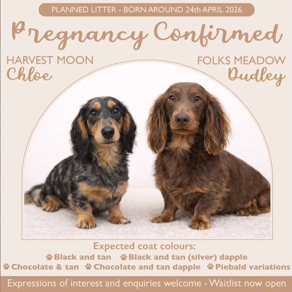 PREGNANCY CONFIRMED - We have successfully paired our sweet girl CHLOE with our handsome stud DUDLEY. Puppies will be due around the 24th April, 2026. 

Our long haired mini dachshund &ldquo;Harvest Moon Chloe&rdquo; is black and tan dapple. Our long