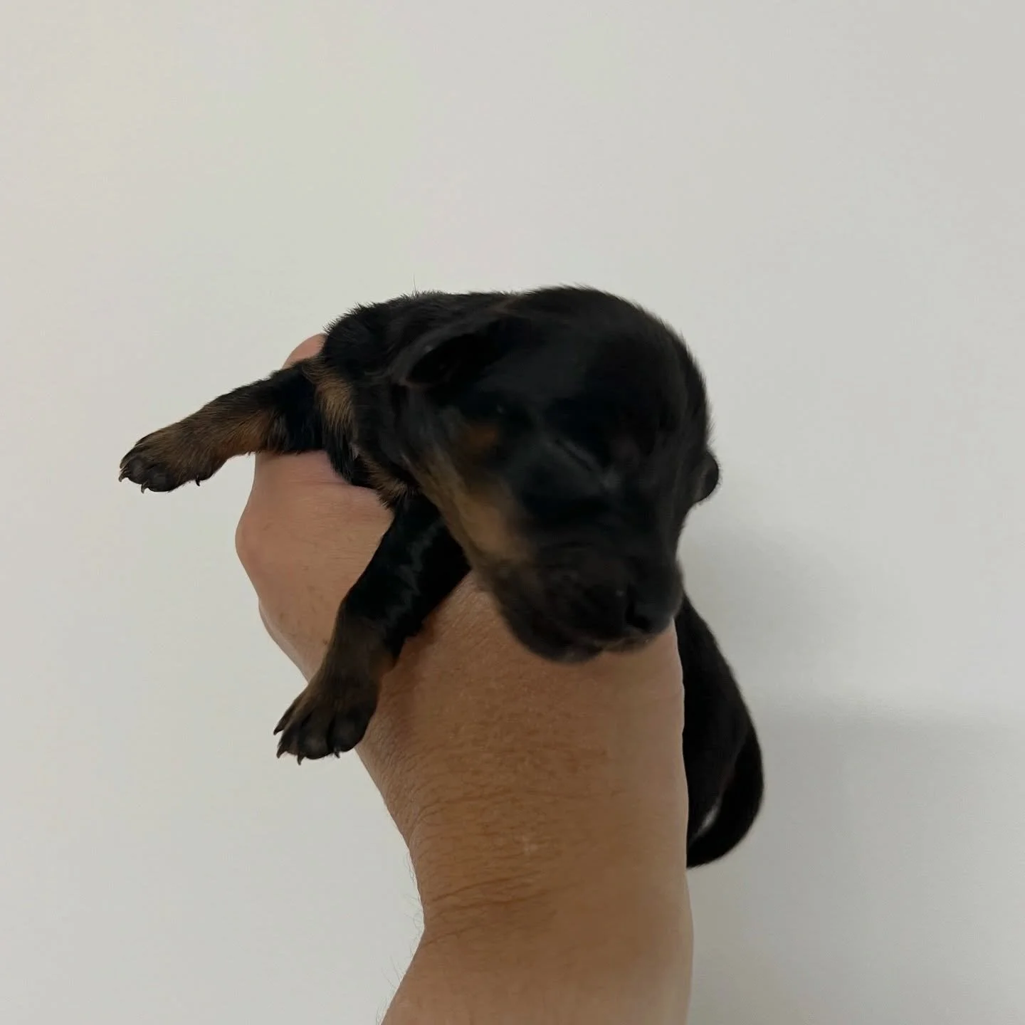 INTRODUCING - 🩷 Teenie tiny EBONY - 1 week old
&bull; Black and tan girl - born 21/3/26
&bull; Long haired miniature dachshund puppy - PRA, MVDD and SDMD clear by parentage 
&bull; Will come with MDBA registration papers
&bull; Daisy x Dudley March 