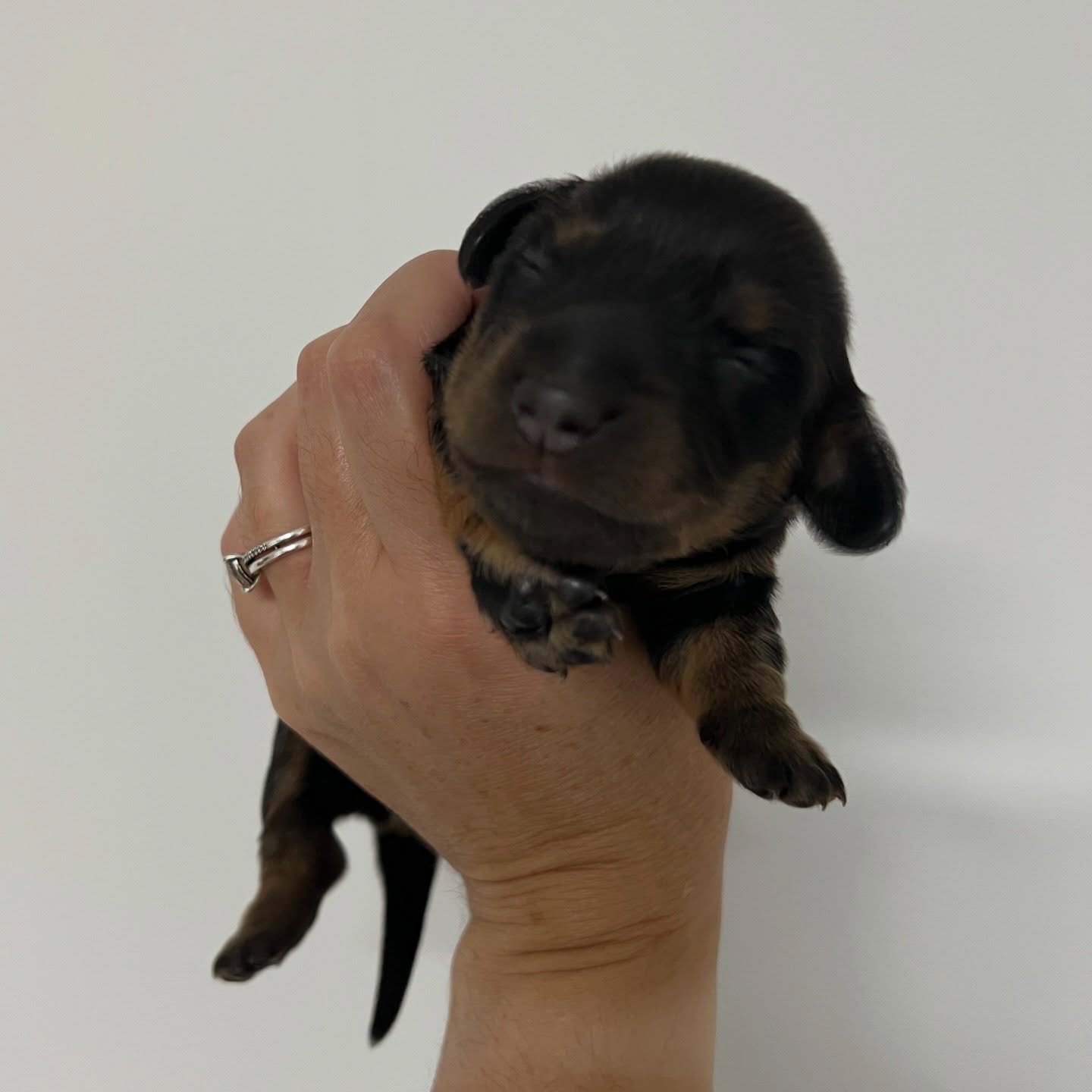 INTRODUCING - 🩷 RAVEN - 1 week old
&bull; Black and tan girl - born 21/3/26
&bull; Long haired miniature dachshund puppy - PRA, MVDD and SDMD clear by parentage 
&bull; Will come with MDBA registration papers
&bull; Daisy x Dudley March 2026 Black N