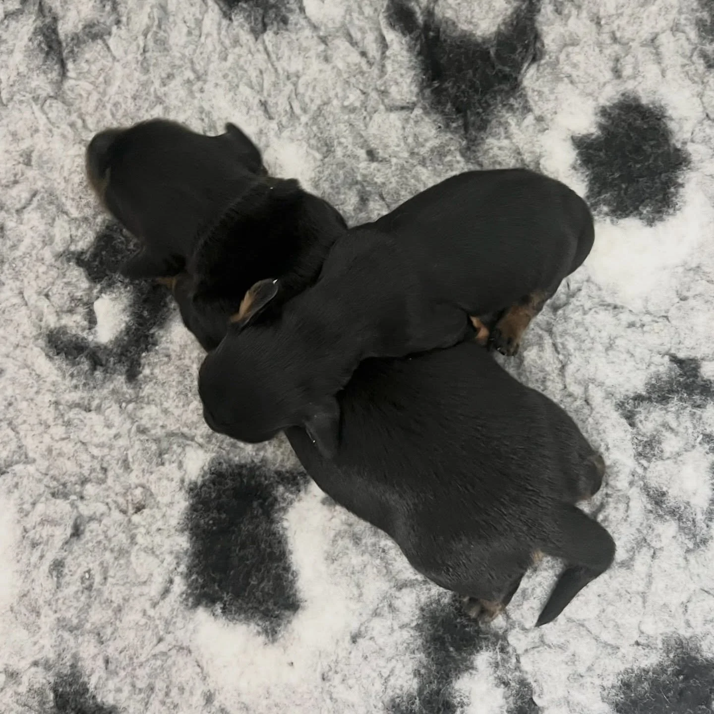 1 WEEK OLD - Our BLACK NOIR LITTER - born 21/3/26. 

🩷 EBONY - Black and tan girl (current weight 249g)
🩷 RAVEN - Black and tan girl (current weight 557g)

&bull; Ready to go to their new homes from 16/5/25
&bull; Long haired miniature dachshund pu