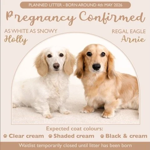 PREGNANCY CONFIRMED - We have now confirmed that our long haired mini dachshund &ldquo;As White As Snowy&rdquo; (Holly), a black based clear ee cream extreme piebald girl bred by @teenieweenies_dachshunds_aus is pregnant to our very own Dachkin bred 