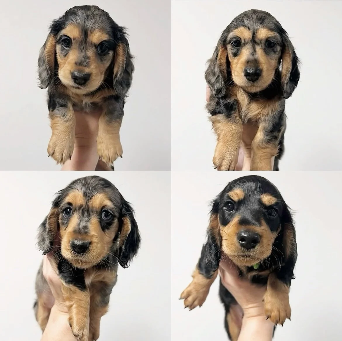 HAPPY 1ST BIRTHDAY - Hard to believe puppies in our SHAKESPEARE themed Daisy x Stanley litter 2025 are  now one year old today!!! 🥳🎂🎉

Clockwise from top left -
OPHELIA - now OLIVE
OLIVIA - now LUNA
OTHELLO - now OZZIE
ORLANDO - now ROCKY (who we 