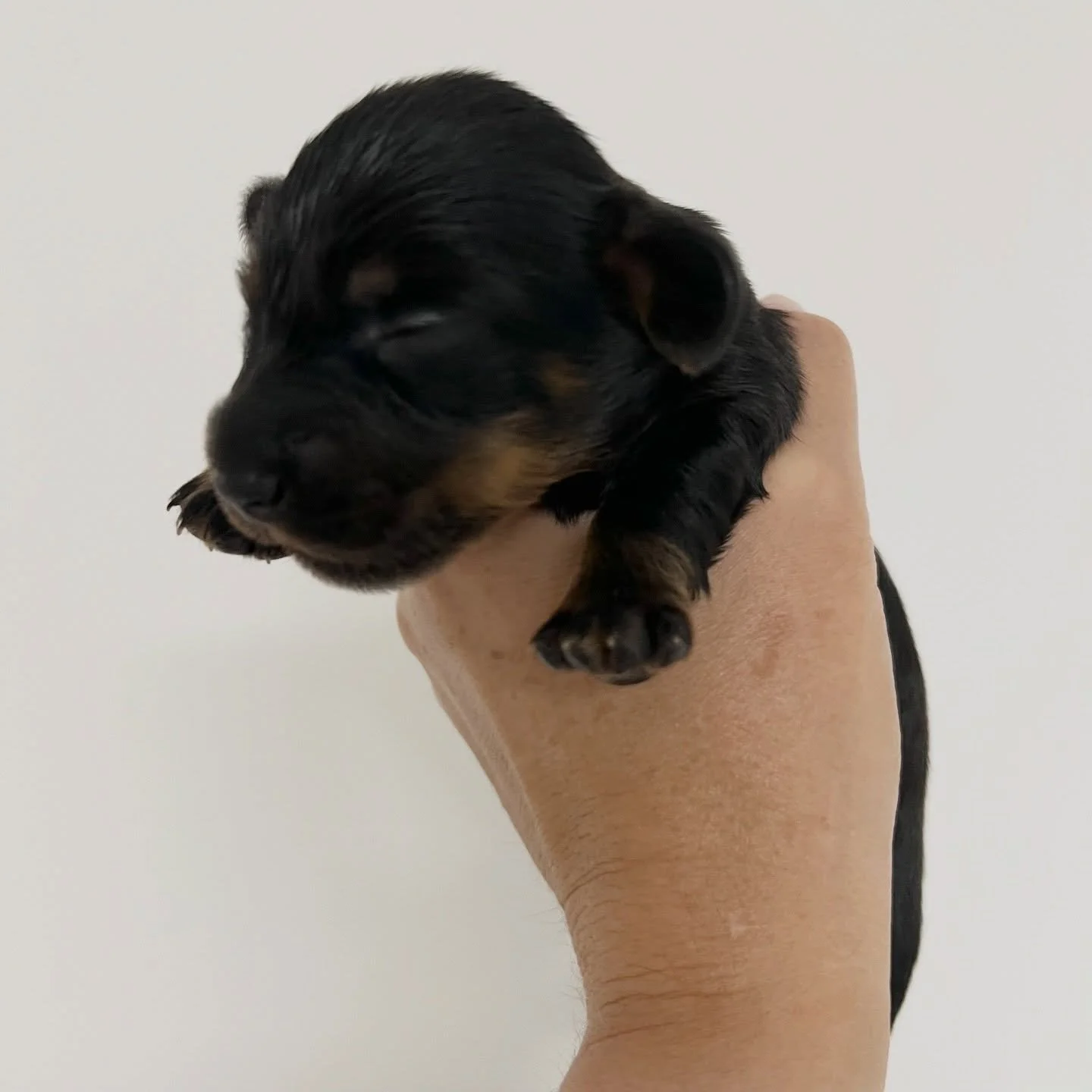 AVAILABLE - 🩷 EBONY - 2 weeks old
&bull; Black and tan girl - born 21/3/26
&bull; Long haired miniature dachshund puppy - PRA, MVDD and SDMD clear by parentage 
&bull; Will come with MDBA registration papers
&bull; Daisy x Dudley March 2026 Black No