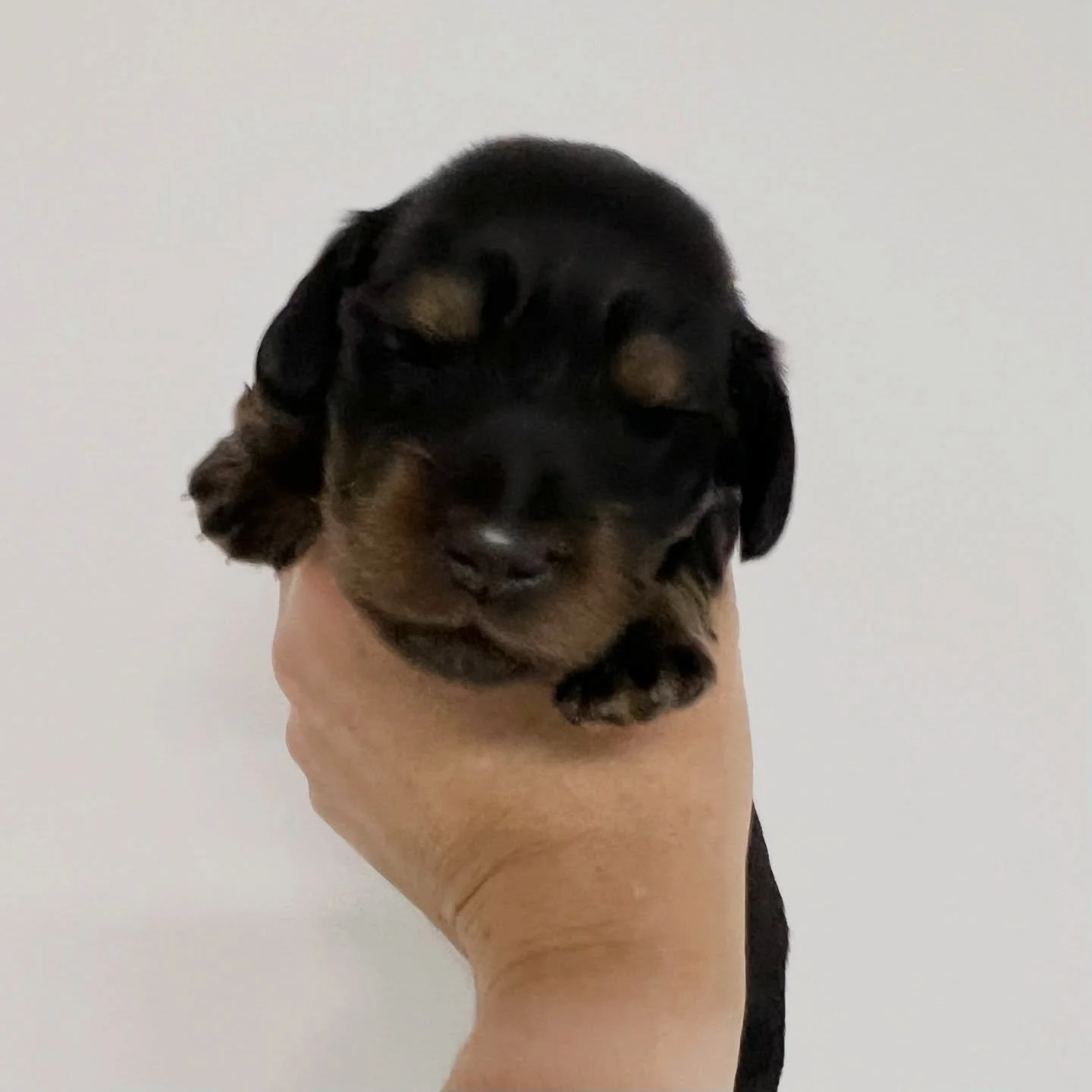 ALLOCATED - 🩷 RAVEN - 2 weeks old
&bull; Black and tan girl - born 21/3/26
&bull; Long haired miniature dachshund puppy - PRA, MVDD and SDMD clear by parentage 
&bull; Will come with MDBA registration papers
&bull; Daisy x Dudley March 2026 Black No