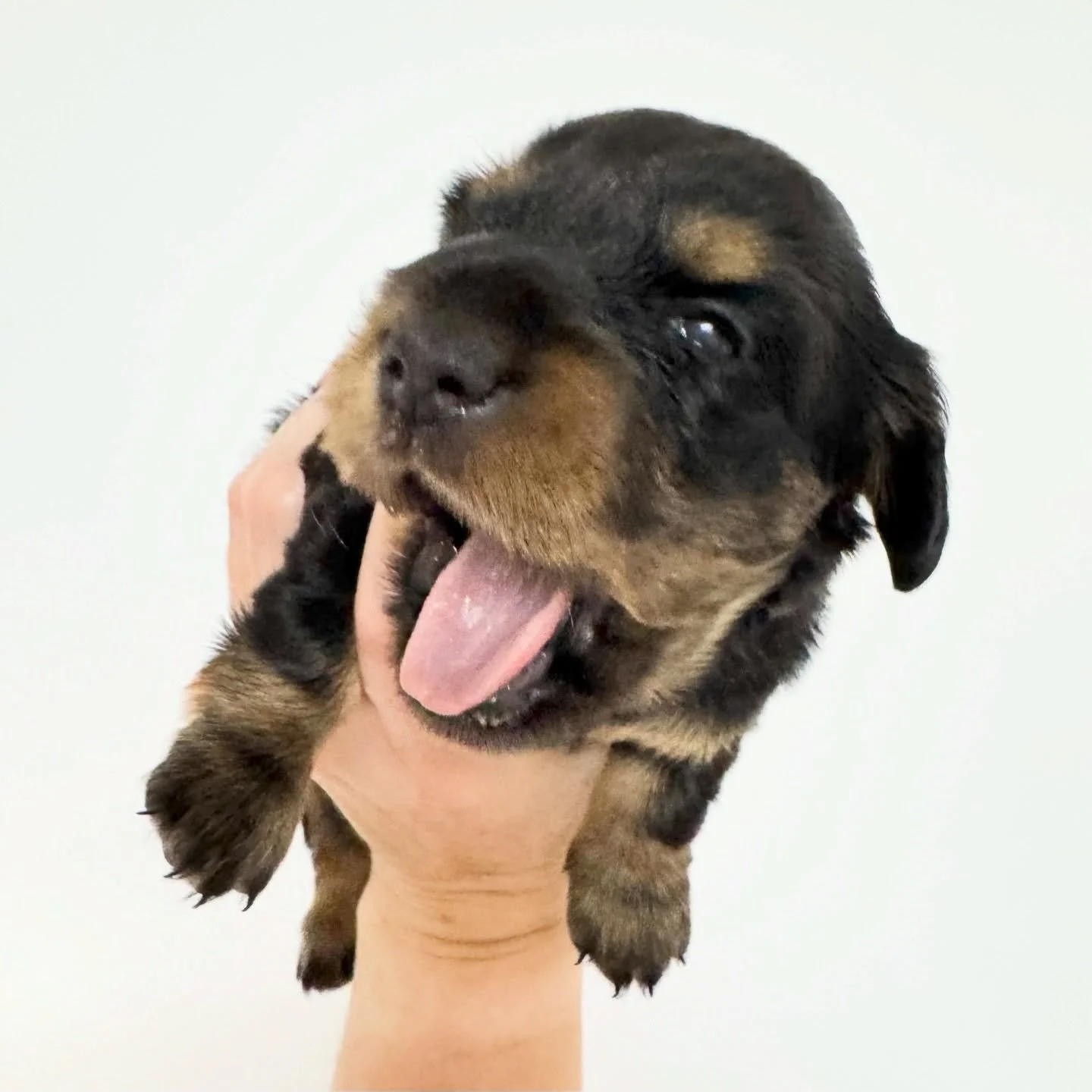 ALLOCATED - 🩷 RAVEN - 2.5 weeks old
&bull; Black and tan girl - born 21/3/26
&bull; Long haired miniature dachshund puppy - PRA, MVDD and SDMD clear by parentage 
&bull; Will come with MDBA registration papers
&bull; Daisy x Dudley March 2026 Black 