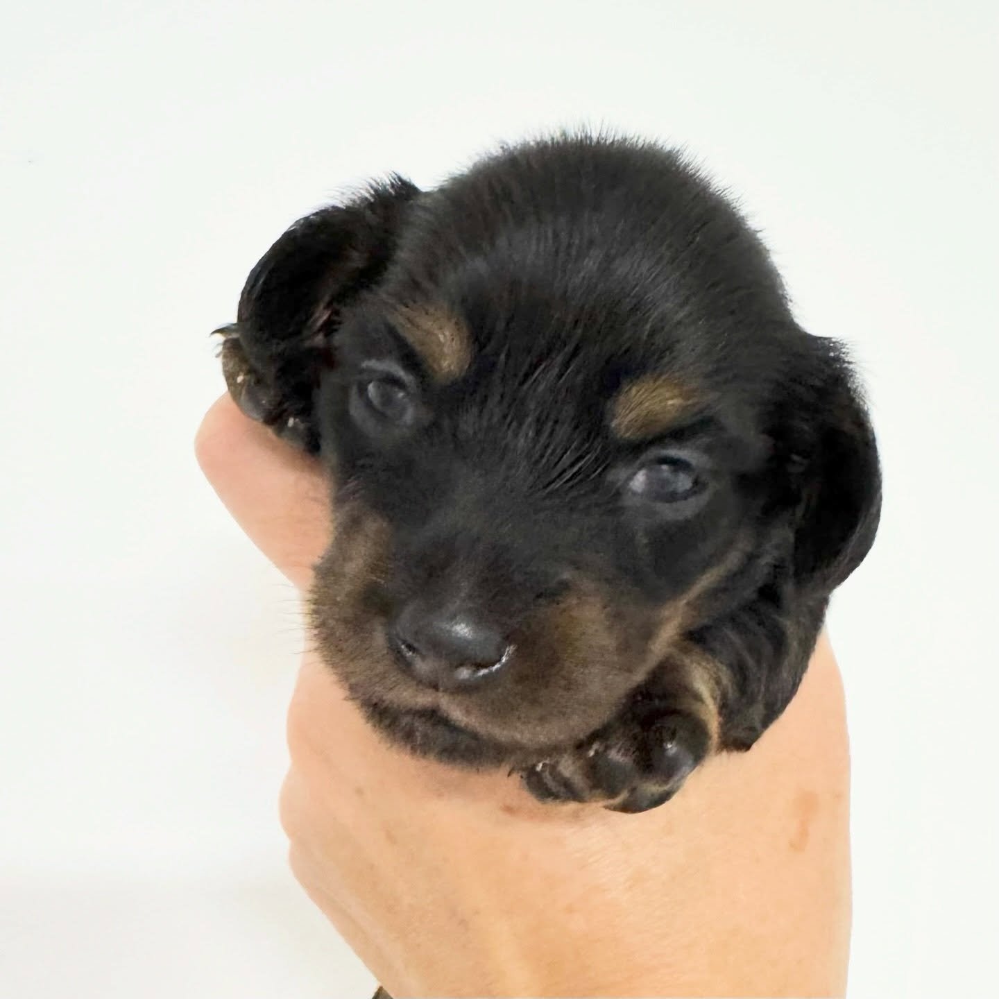 AVAILABLE - 🩷 EBONY - 2.5 weeks old
&bull; Black and tan girl - born 21/3/26
&bull; Long haired miniature dachshund puppy - PRA, MVDD and SDMD clear by parentage 
&bull; Will come with MDBA registration papers
&bull; Daisy x Dudley March 2026 Black 