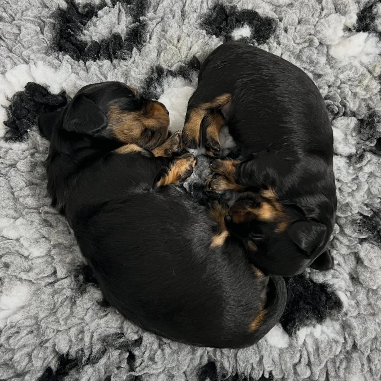 3 WEEKS OLD - Our BLACK NOIR Litter - born 21/3/26. 

AVAILABLE 🩷 EBONY - Black and tan girl (current weight 674g)
ALLOCATED 🩷 RAVEN - Black and tan girl (current weight 980g)

&bull; Ready to go to their new homes from 16/5/25
&bull; Long haired m