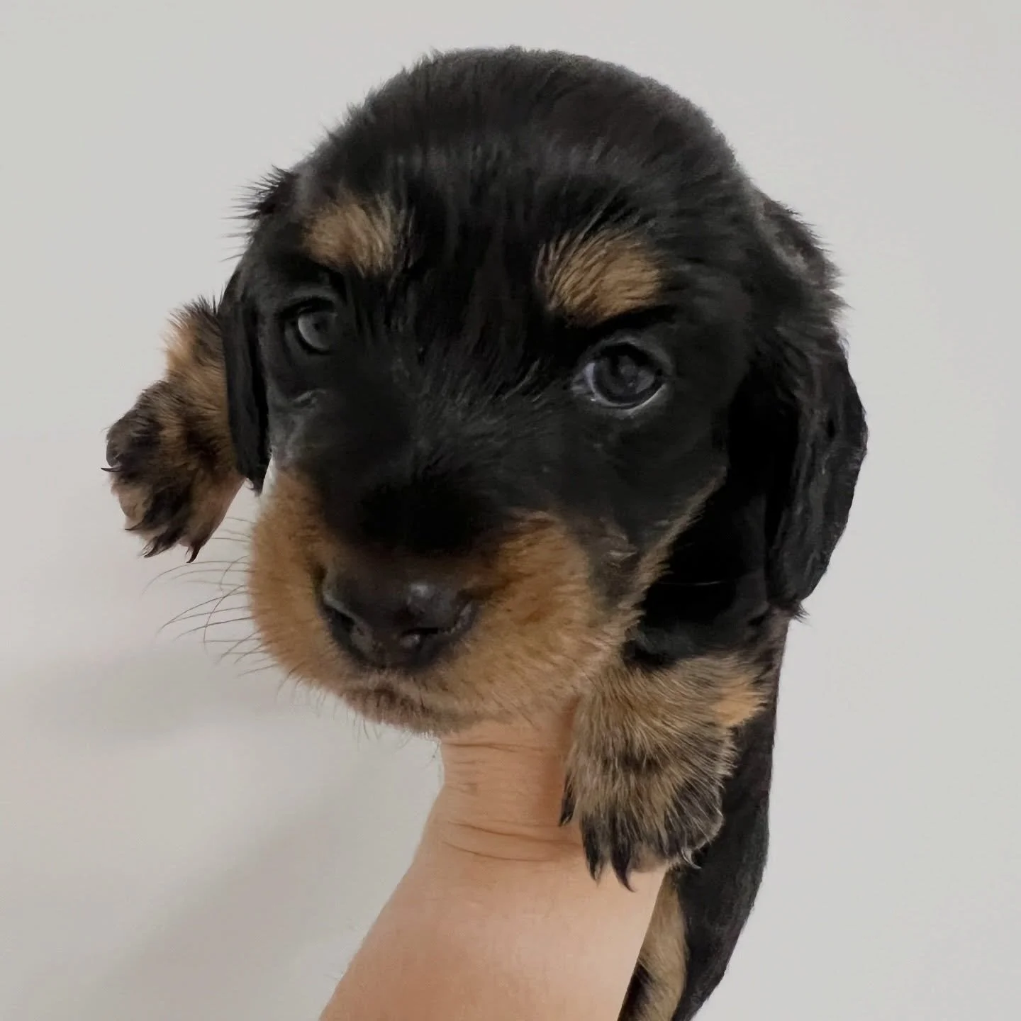 ALLOCATED - 🩷 RAVEN - 3.5 weeks old
&bull; Black and tan girl - born 21/3/26
&bull; Long haired miniature dachshund puppy - PRA, MVDD and SDMD clear by parentage 
&bull; Will come with MDBA registration papers
&bull; Daisy x Dudley March 2026 Black 