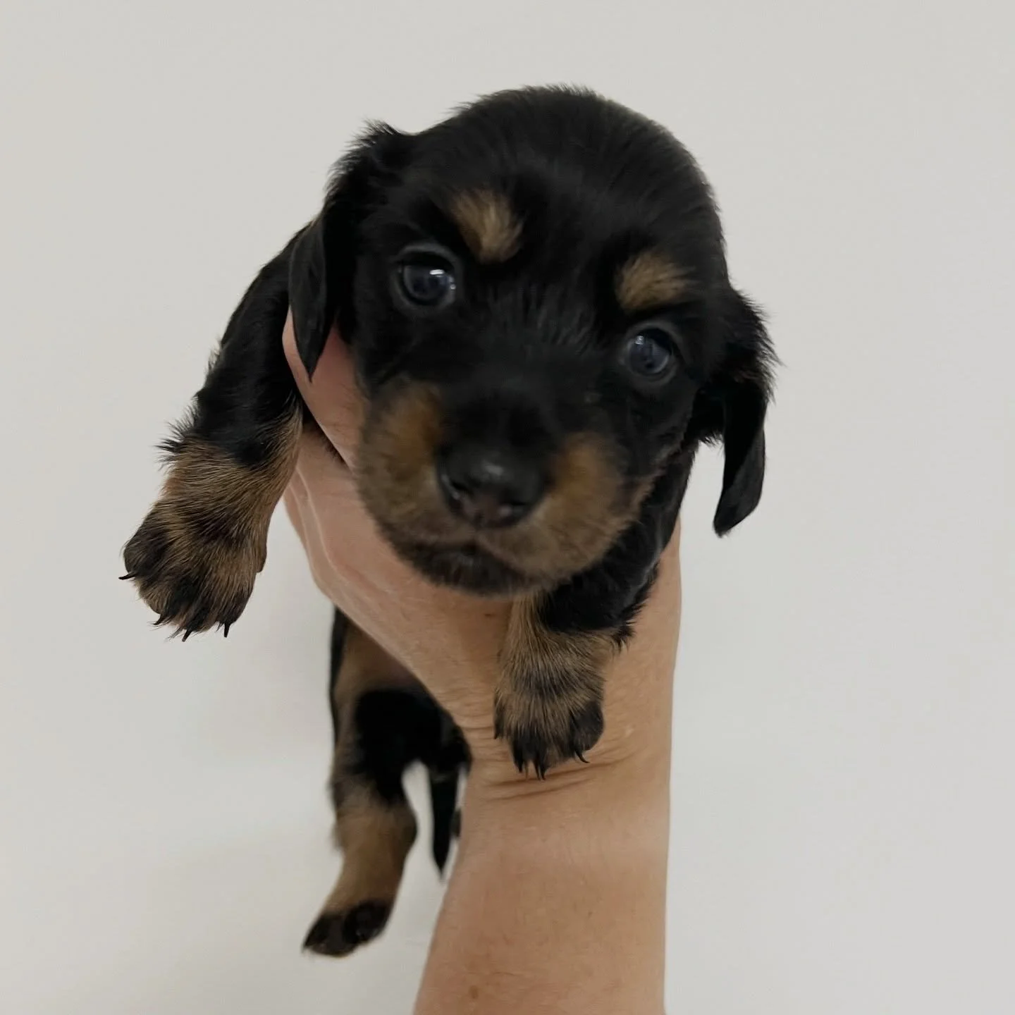 AVAILABLE - 🩷 EBONY - 3.5 weeks old
&bull; Black and tan girl - born 21/3/26
&bull; Long haired miniature dachshund puppy - PRA, MVDD and SDMD clear by parentage 
&bull; Will come with MDBA registration papers
&bull; Daisy x Dudley March 2026 Black 
