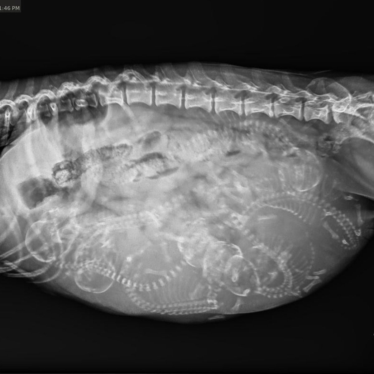 CHLOE - With only three days to go until Chloe is due, she has now had an x-ray to see if we can determine how many puppies are inside her big beautiful belly. How many babies can you see? 
We are looking forward to welcoming these puppies into the w