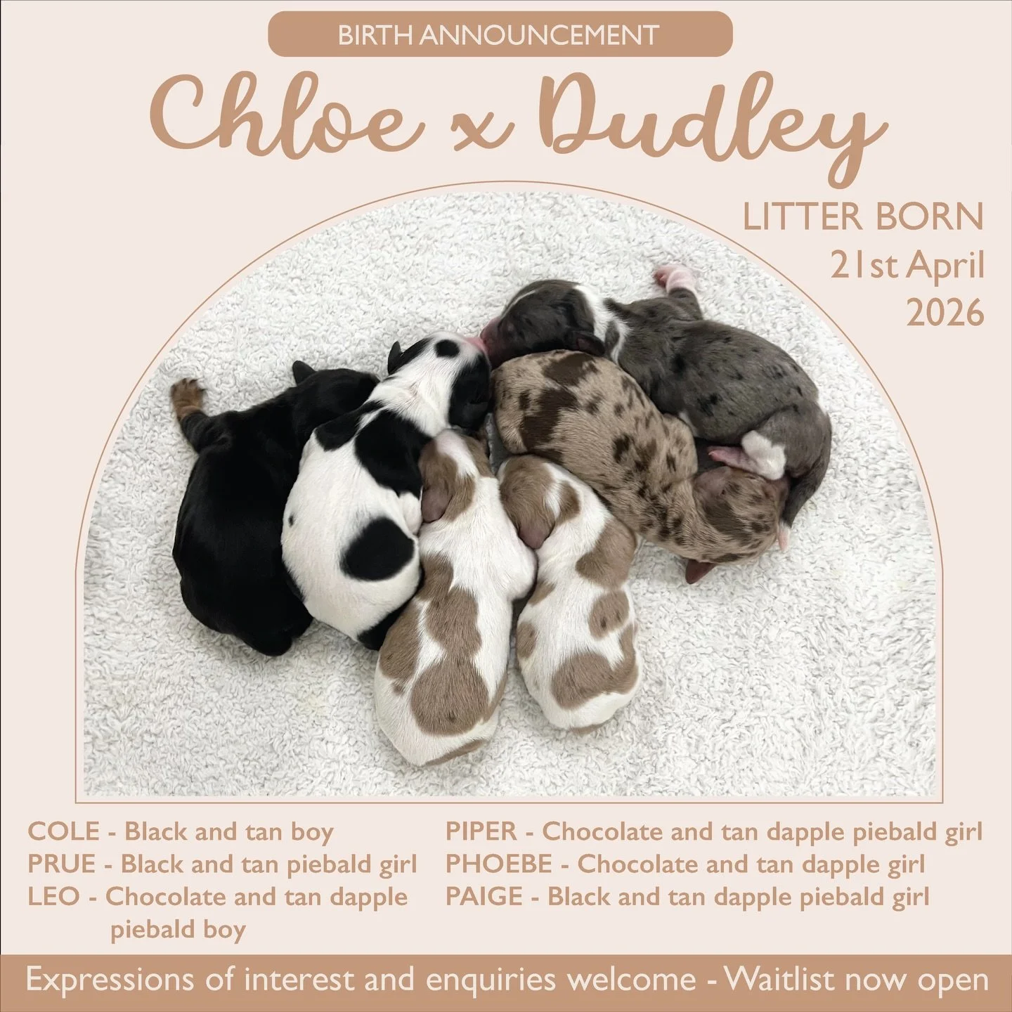BIRTH ANNOUNCEMENT - We welcomed our second litter of 2026 by Chloe x Dudley on Tuesday, 21/4/26. We are calling this litter our CHARMED theme. We were blessed with two boys and four girls. 

From left to right:
&bull; 💙 COLE - Black and tan boy
&bu