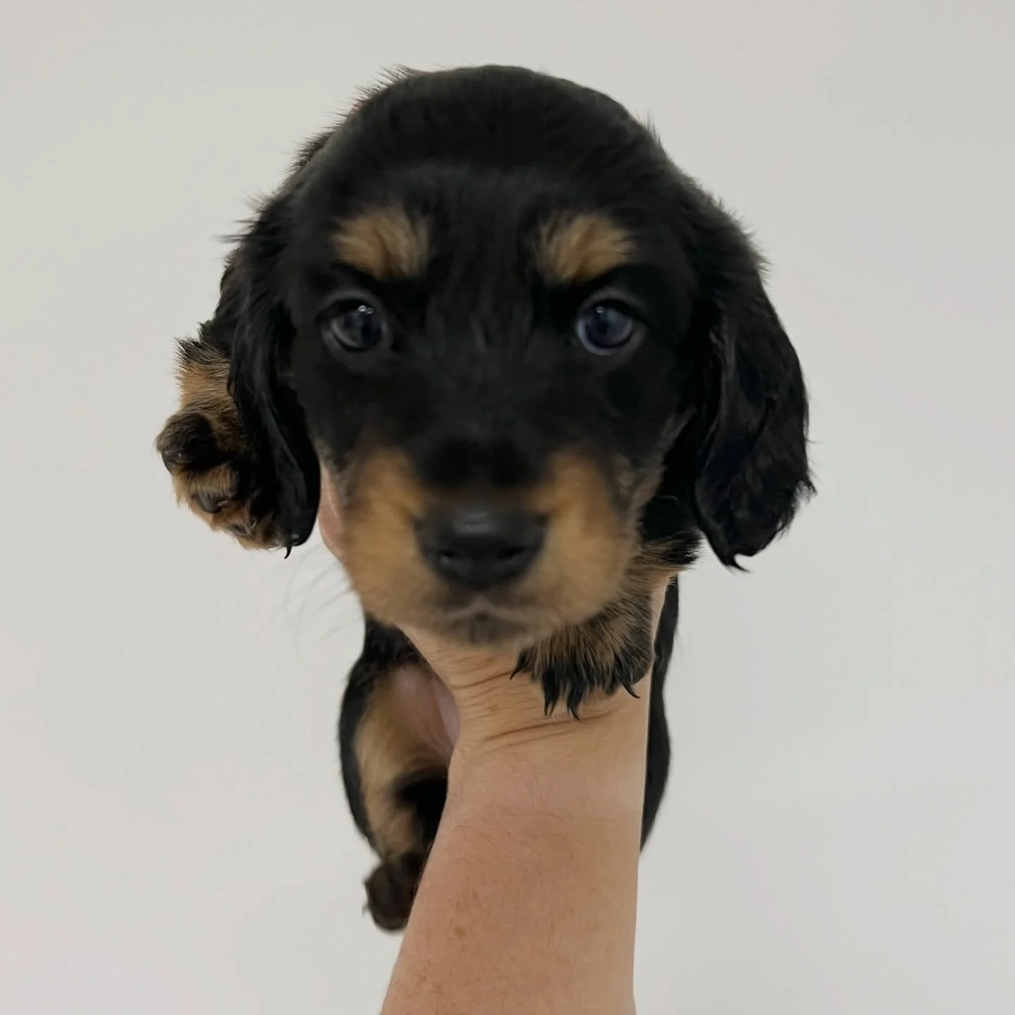ALLOCATED - 🩷 RAVEN - 4.5 weeks old
&bull; Black and tan girl - born 21/3/26
&bull; Long haired miniature dachshund puppy - PRA, MVDD and SDMD clear by parentage 
&bull; Will come with MDBA registration papers
&bull; Daisy x Dudley March 2026 Black 