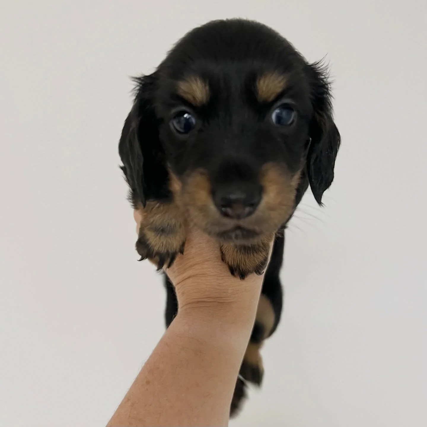 AVAILABLE - 🩷 EBONY - 4.5 weeks old
&bull; Black and tan girl - born 21/3/26
&bull; Long haired miniature dachshund puppy - PRA, MVDD and SDMD clear by parentage 
&bull; Will come with MDBA registration papers
&bull; Daisy x Dudley March 2026 Black 