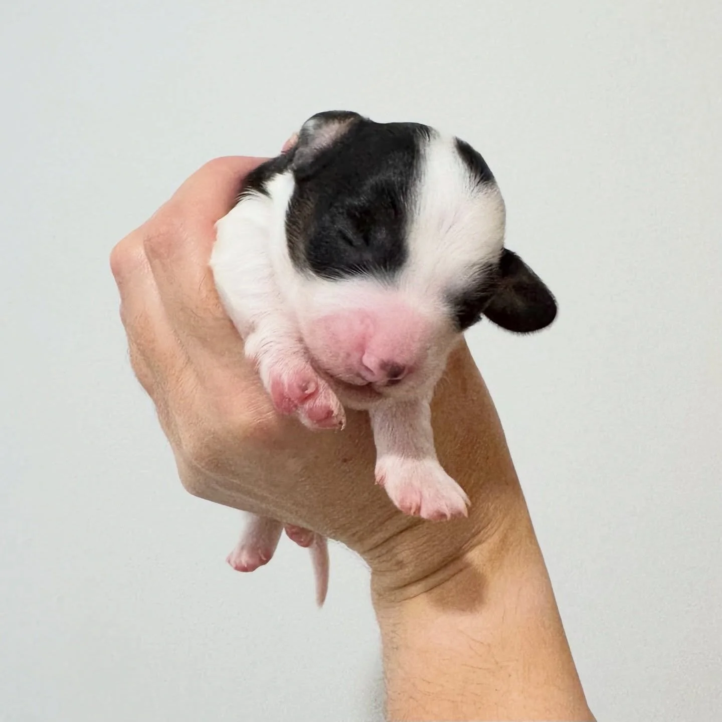 AVAILABLE - 🩷 PRUE - 1 week old
&bull; Black and tan piebald girl - born 21/4/26
&bull; Long haired miniature dachshund puppy - PRA, MMVD and SDMD clear by parentage. 
&bull; Ready to go to their new homes from 16/6/26
&bull; Will come with MDBA reg
