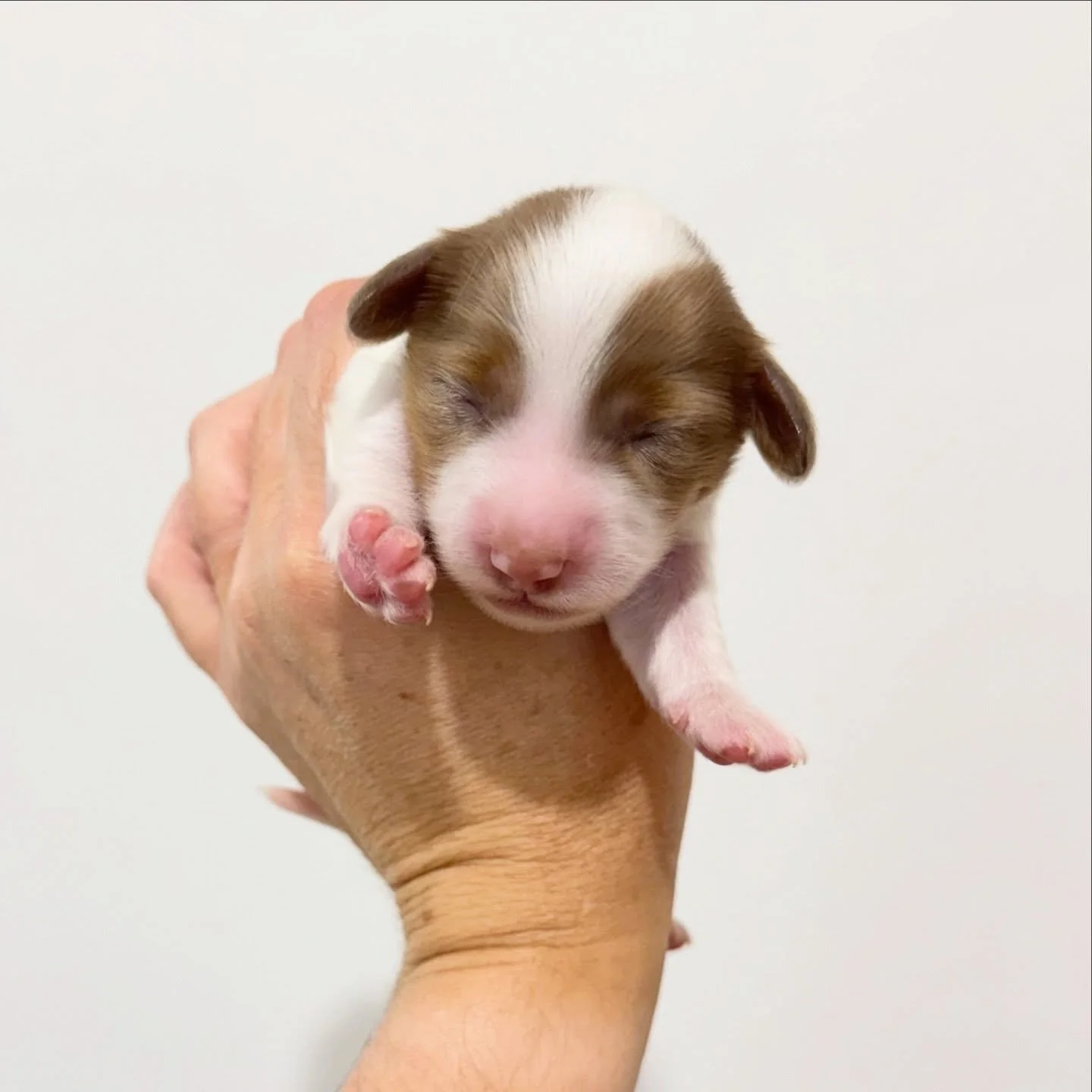 ALLOCATED - 💙 LEO - 1 week old
&bull; Chocolate and tan dapple piebald boy - born 21/4/26
&bull; Long haired miniature dachshund puppy - PRA, MMVD and SDMD clear by parentage. 
&bull; Ready to go to their new homes from 16/6/26
&bull; Will come with