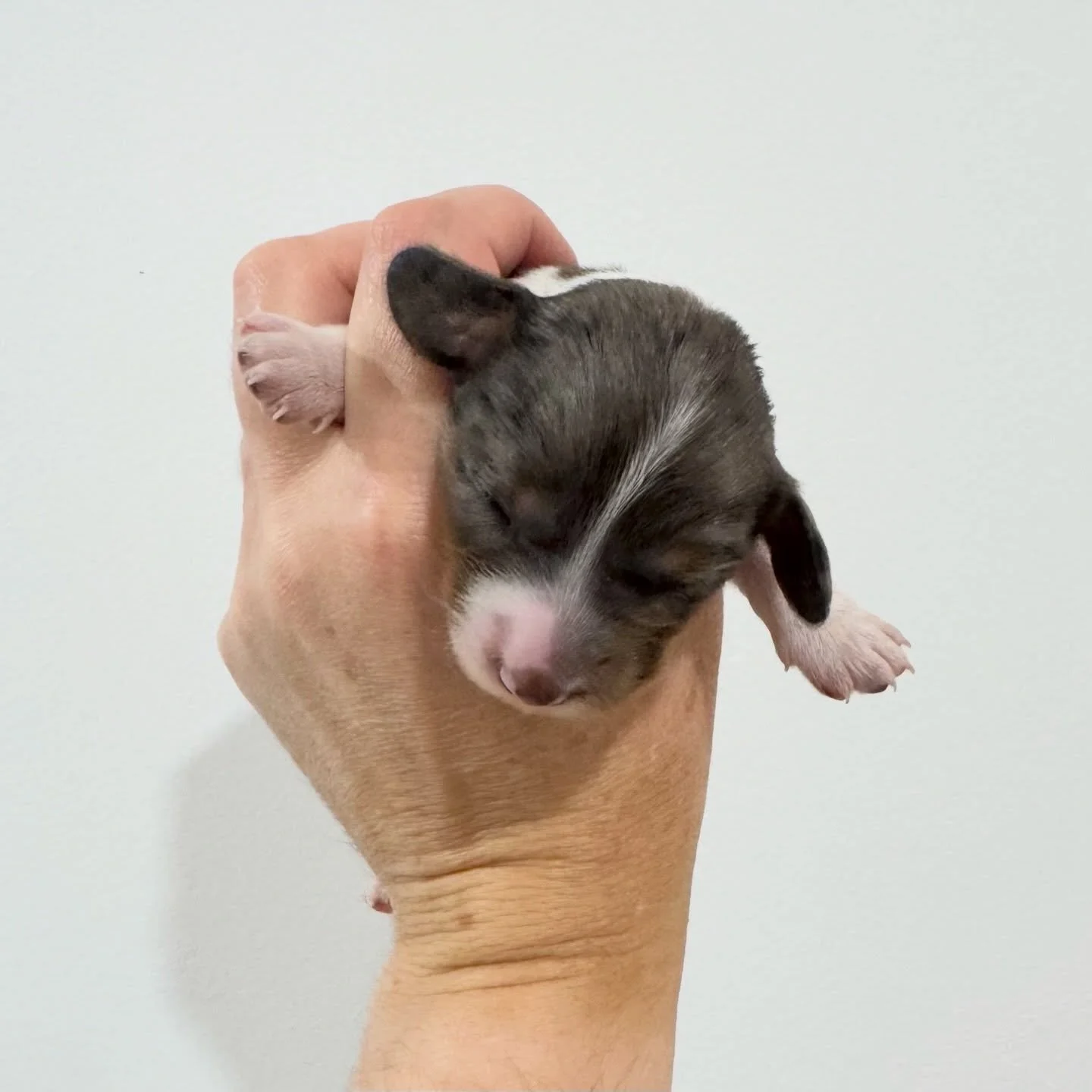 AVAILABLE - 🩷 PAIGE - 1 week old
&bull; Black and tan dapple piebald girl - born 21/4/26
&bull; Long haired miniature dachshund puppy - PRA, MMVD and SDMD clear by parentage. 
&bull; Ready to go to their new homes from 16/6/26
&bull; Will come with 